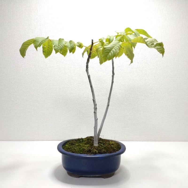菓子胡桃（カシクルミ）盆栽 SG001 菓子胡桃（カシクルミ）盆栽 SG001 | 盆栽創【Bonsaisou】