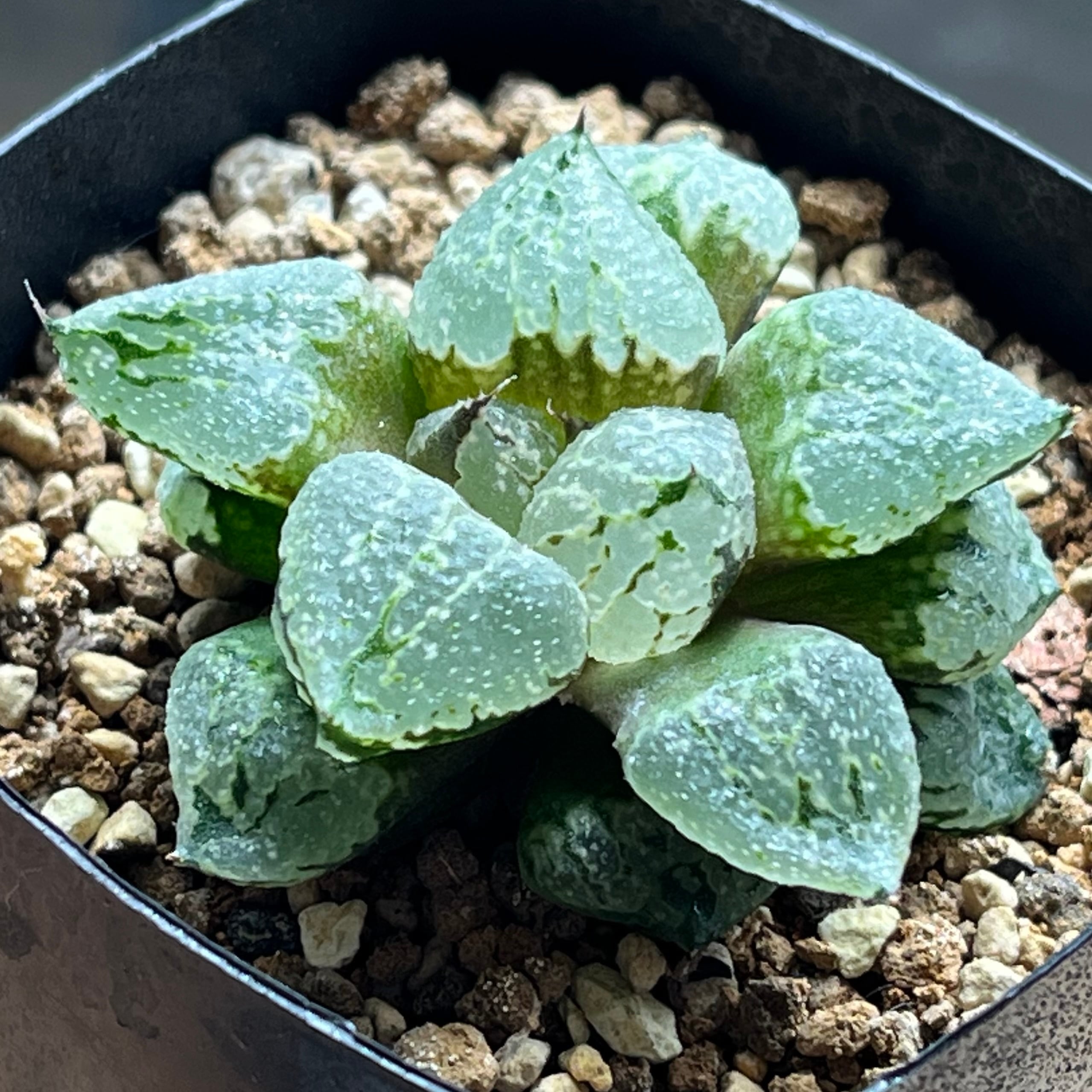 ハオルチア 狼牙 | mocono_plants