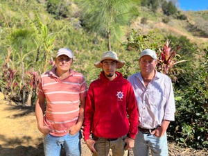 コスタリカ シドラ イエローハニー 中深煎り 300g