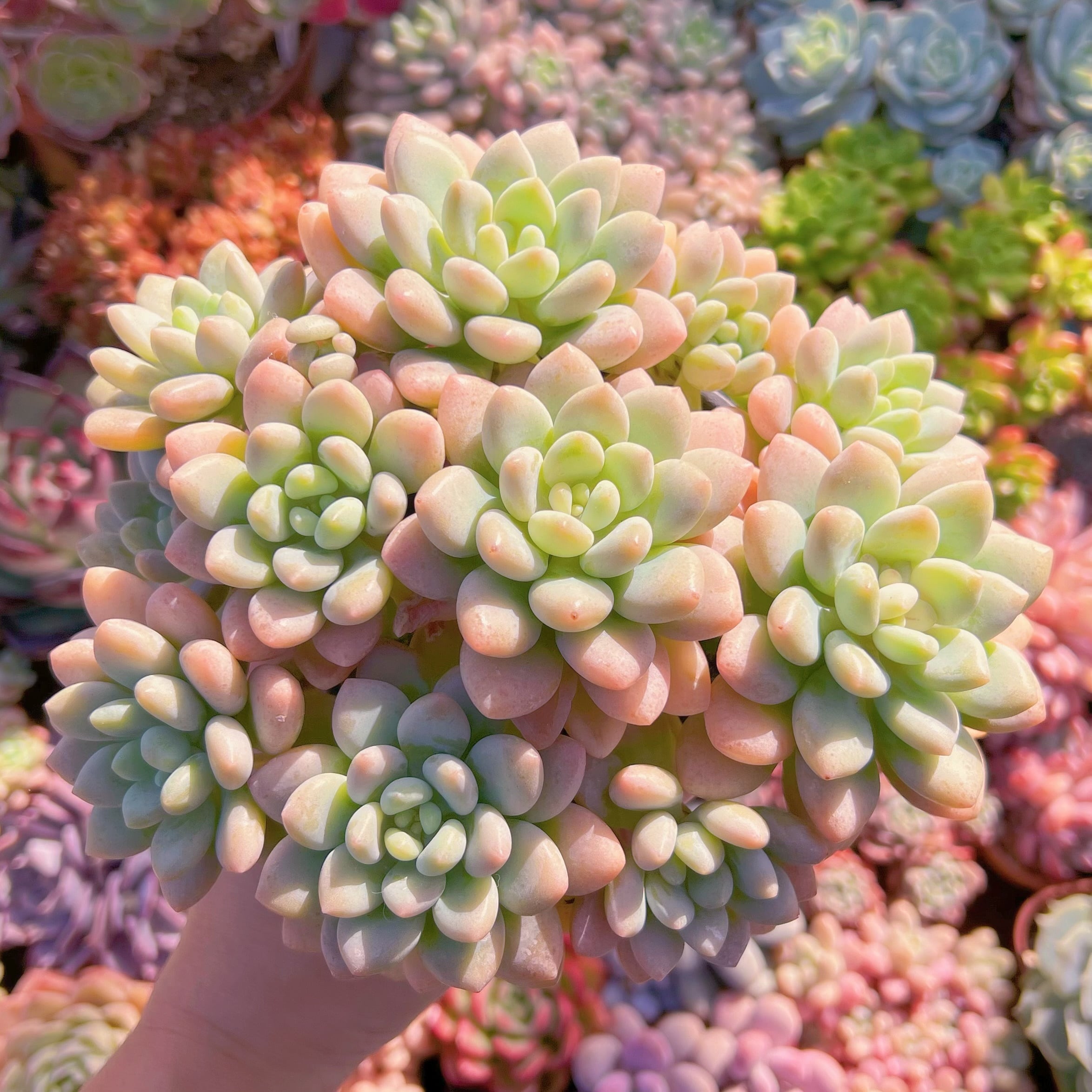 現品　ストロベリーミルク#653   るる農園