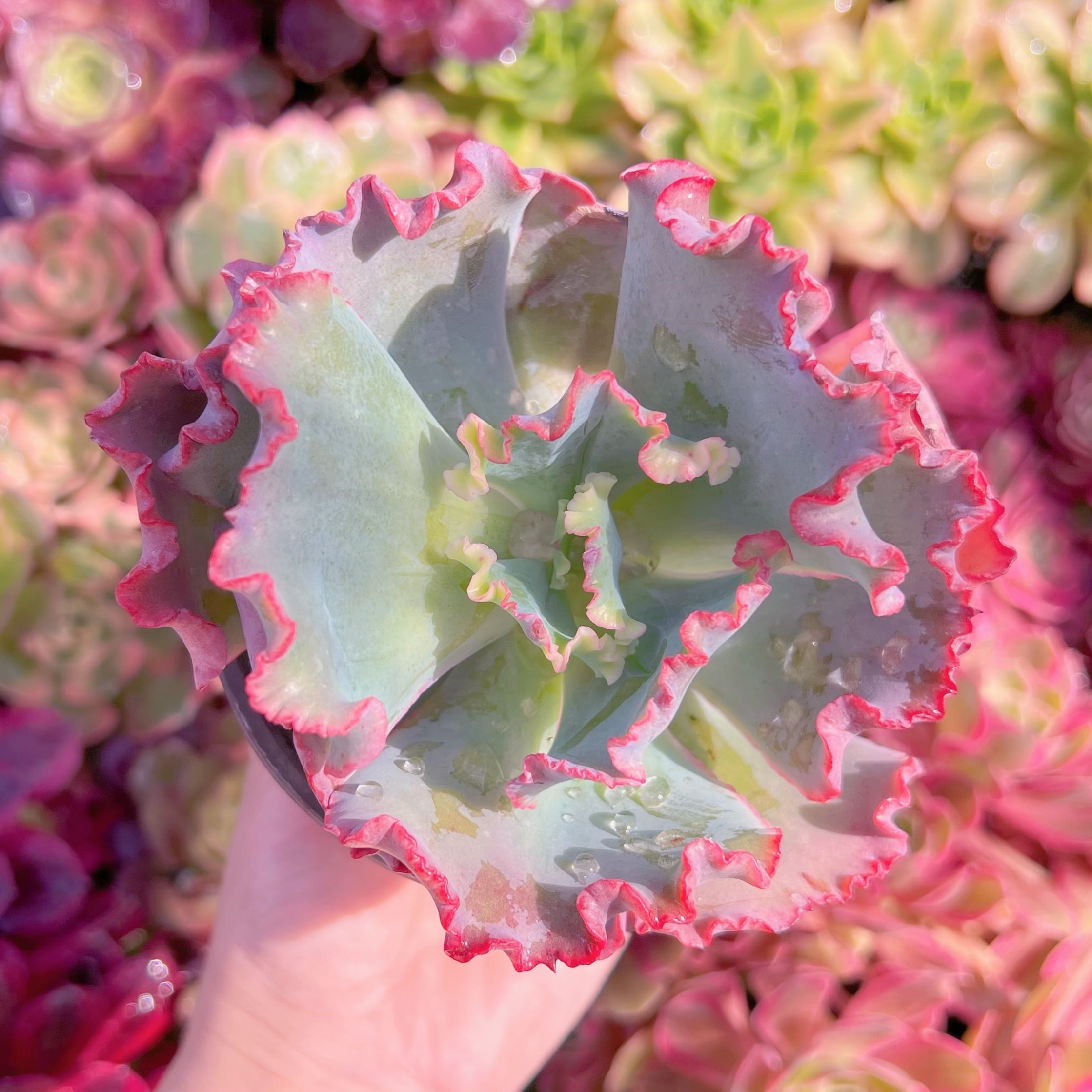 現品　女王の花笠#M243　大苗　るる農園