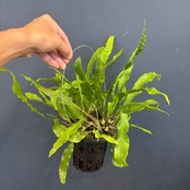 レカノプテリス sinuosa【676】