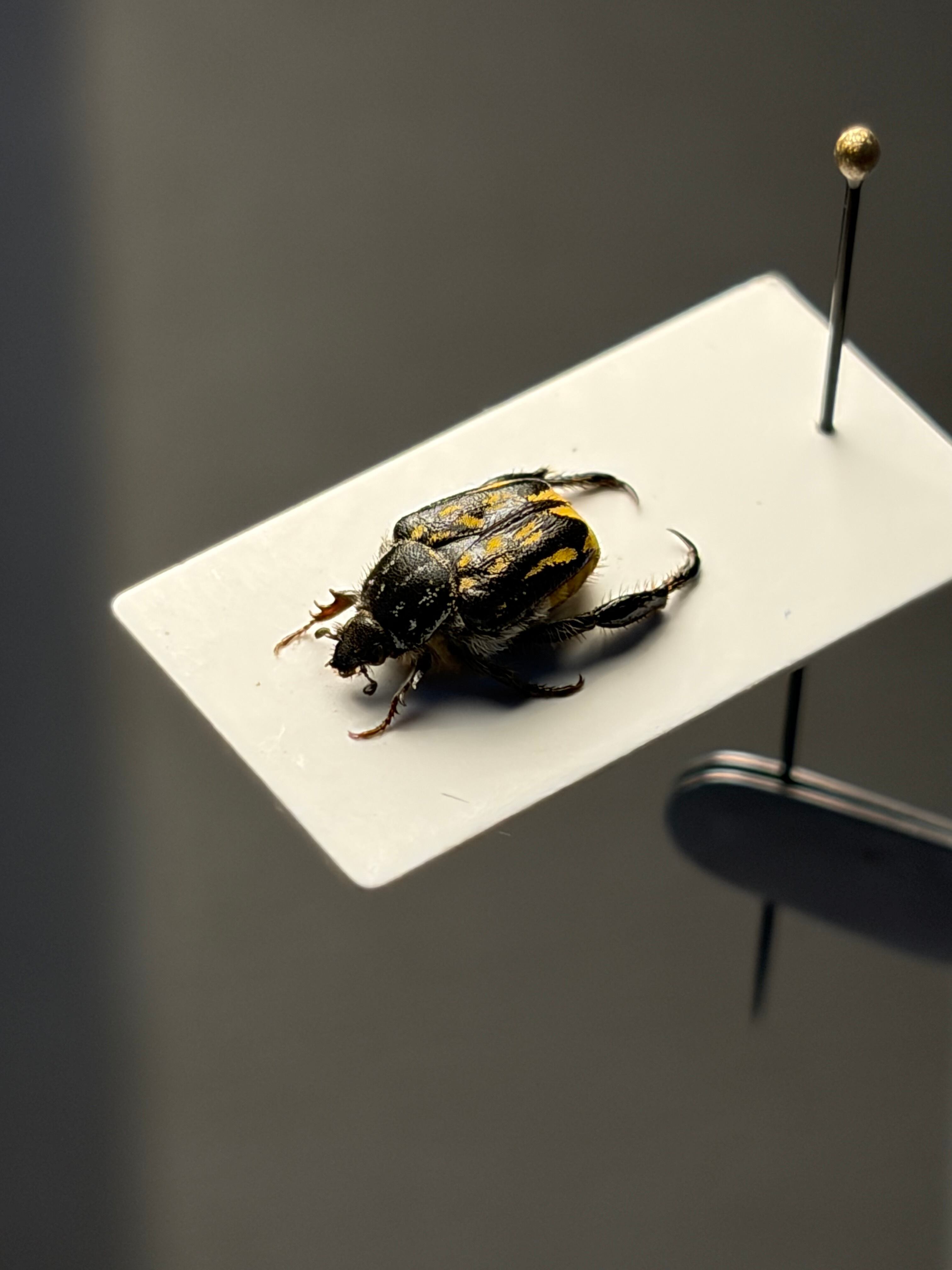 8mm】黄色の点模様が美麗な南アフリカのアシナガコガネ 標本 プラチナ