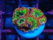 Blastomussa PremiumFrag 2