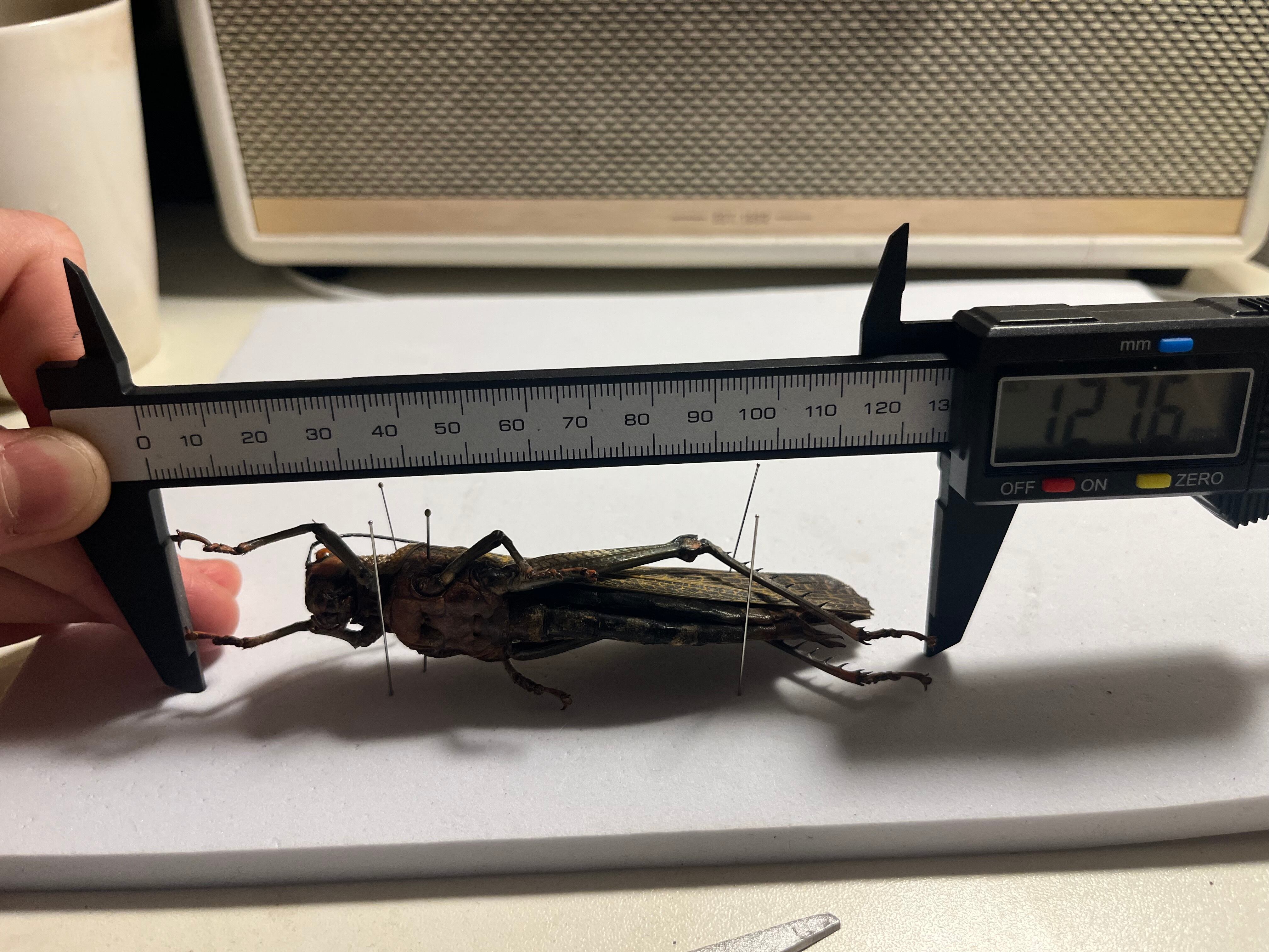 飛蝗最大種】シタベニオオバッタ 昆虫標本 直翅類 カマキリ マンティス