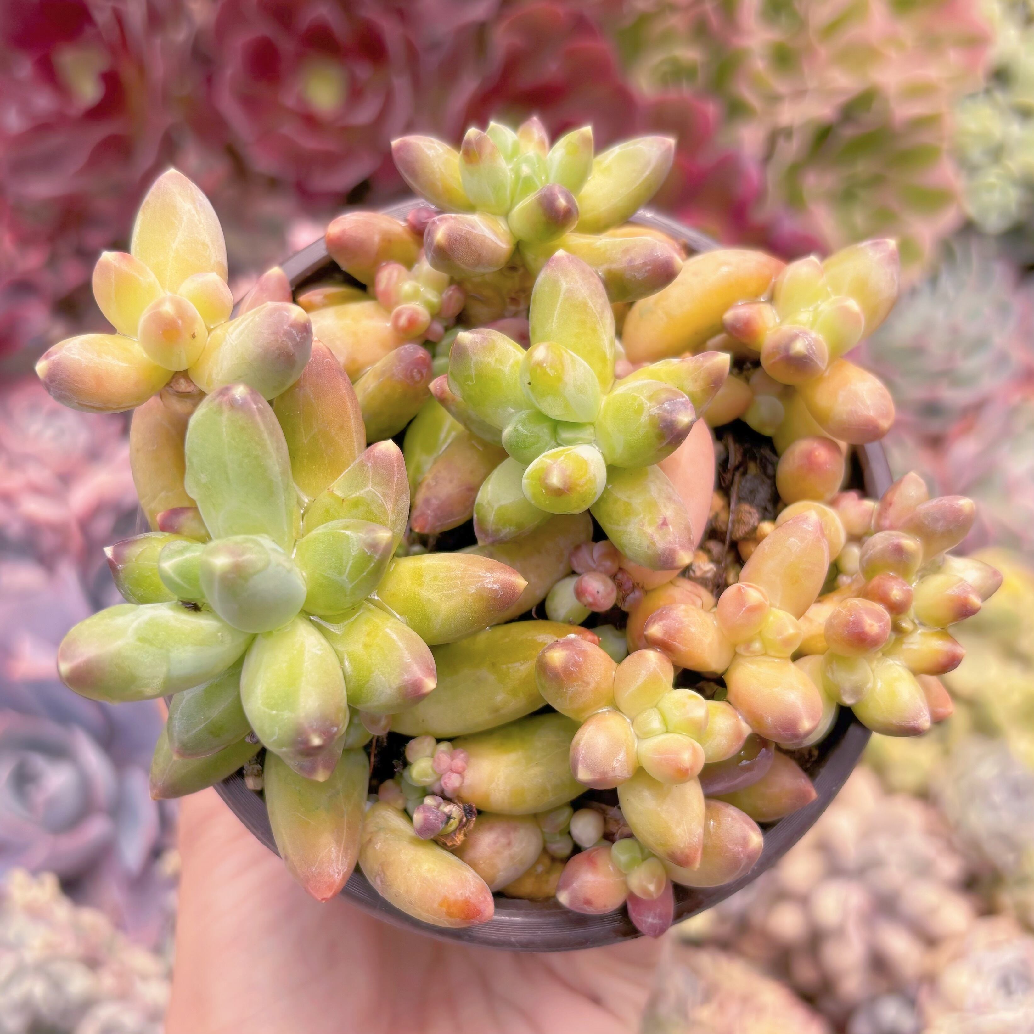 現品　千代田の松#663　るる農園