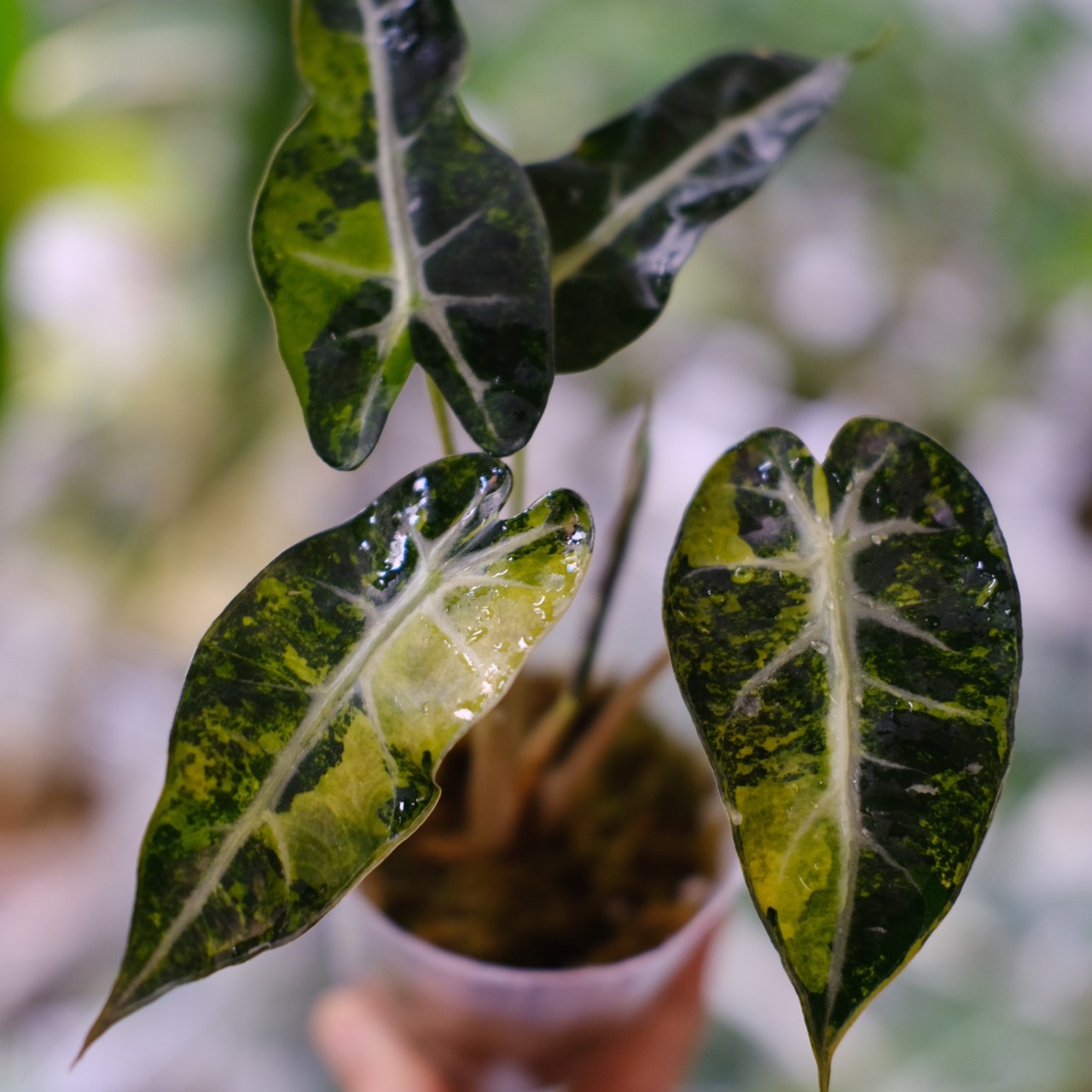 アロカシア バンビーノ イエロー / Alocasia bambino variegated 'Yellow'③ / 観葉植物