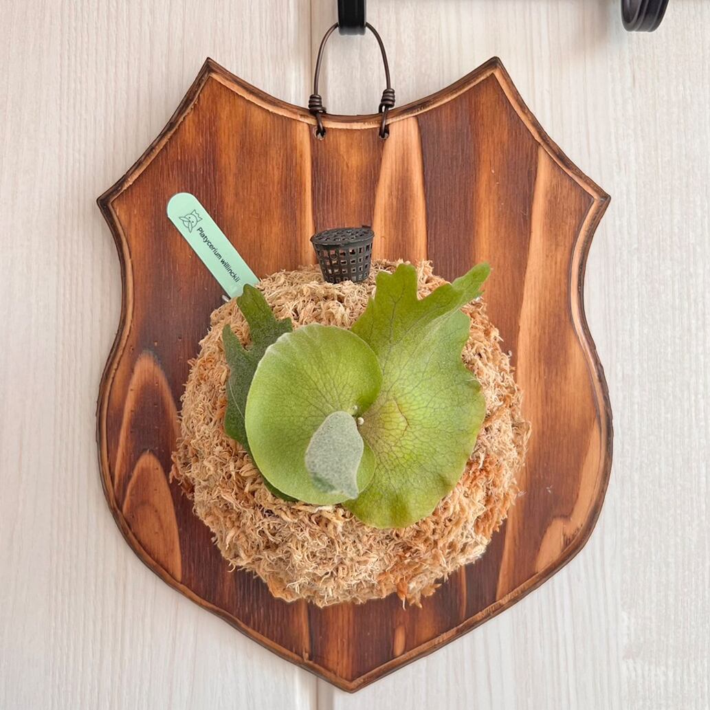 ビカクシダ ウィリンキー 板付 【観葉植物 室内 コウモリラン