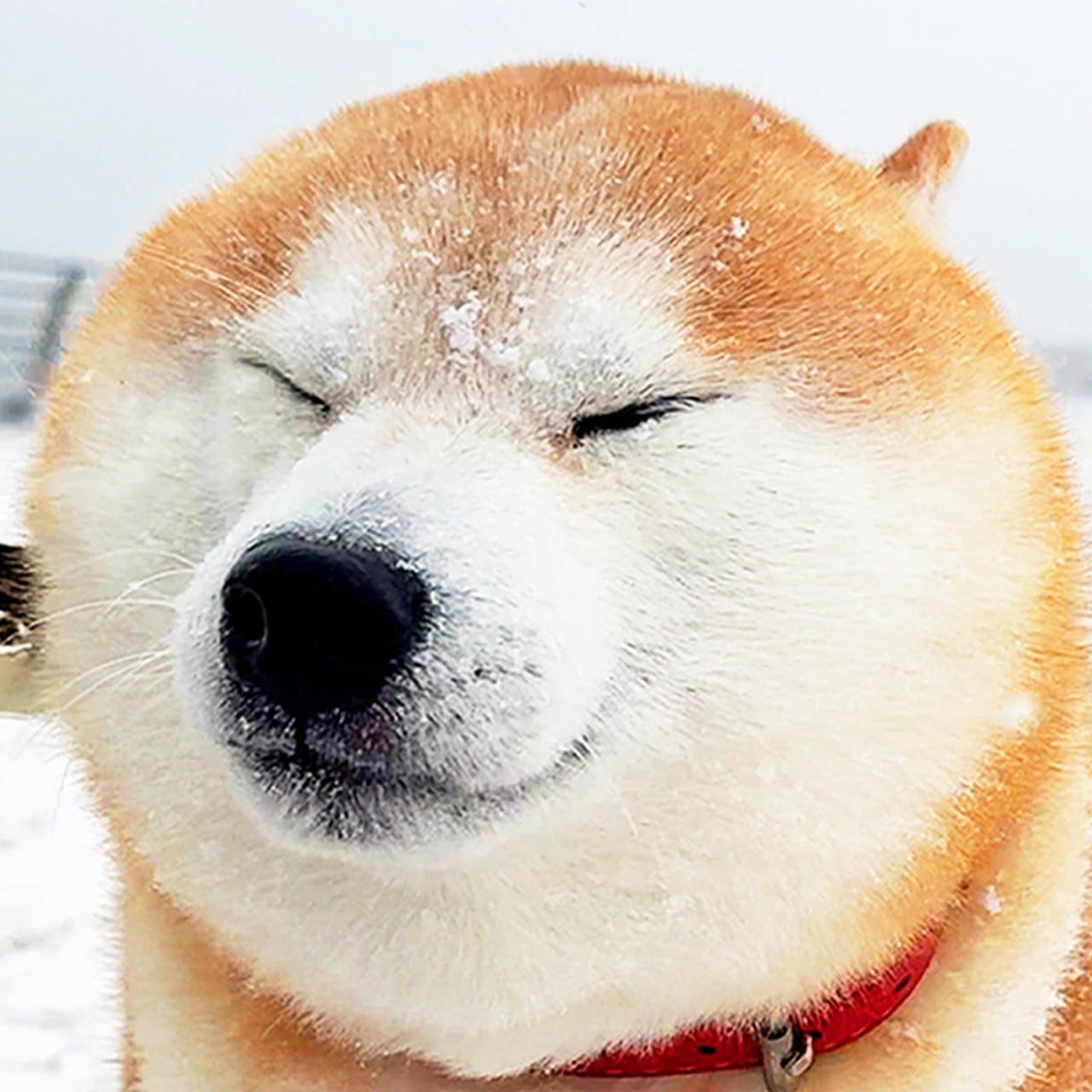 ご確認用　さくら　ハンカチ　柴犬さん柄ハンドメイド3/21 ご確認用 さくら様専用 ハンカチ 柴犬さん柄ハンドメイド3/21 ハンカチ