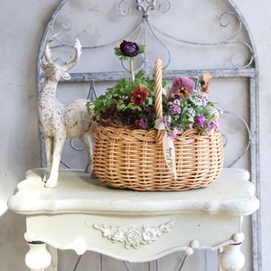 冬から春に楽しむ寄せ植え　アネモネファネモスとシックなビオラマルンマルンのバスケットの寄せ植え　お正月にオススメ　届いてすぐ玄関に飾れる 　プレゼントにもオススメ　