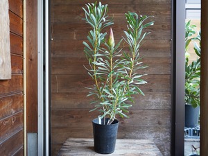 【現物】プロテア ”ルビーブラッシュ” 6号 B