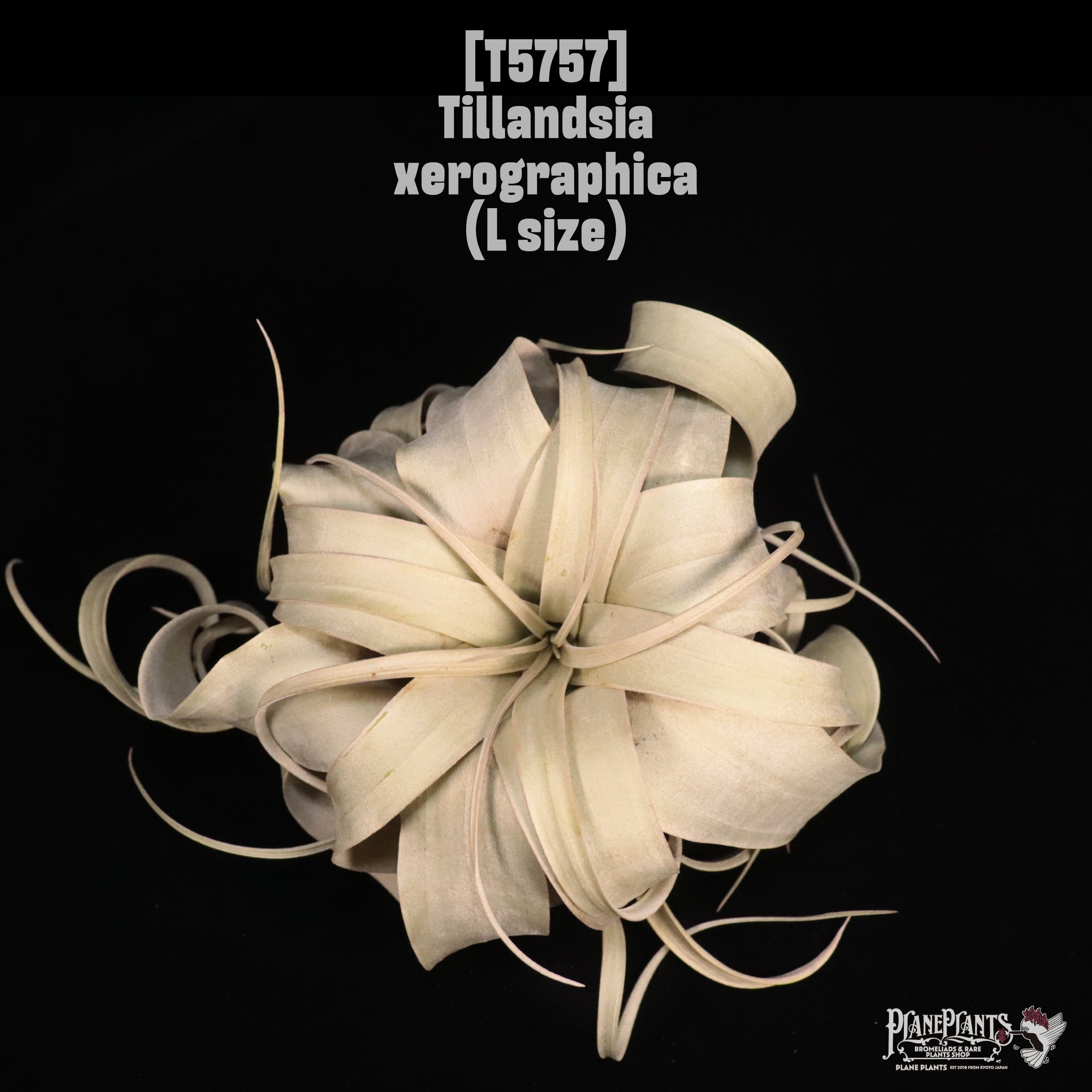 Tillandsia xerographica L〔ティランジア〕T5757