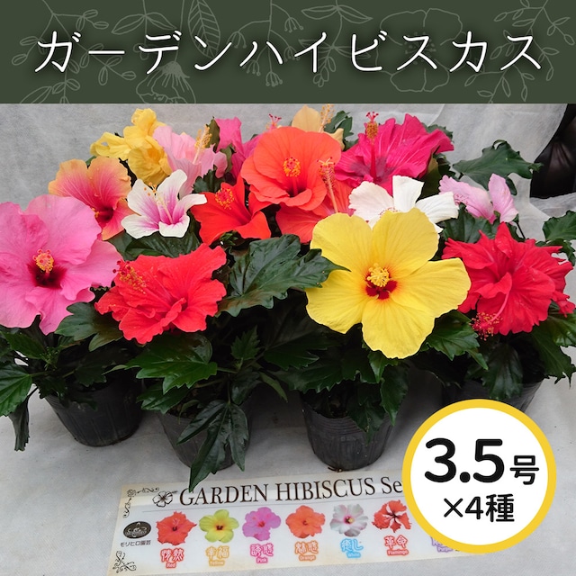 ガ-デンハイビスカス3.5号4色MIX【屋外向け】