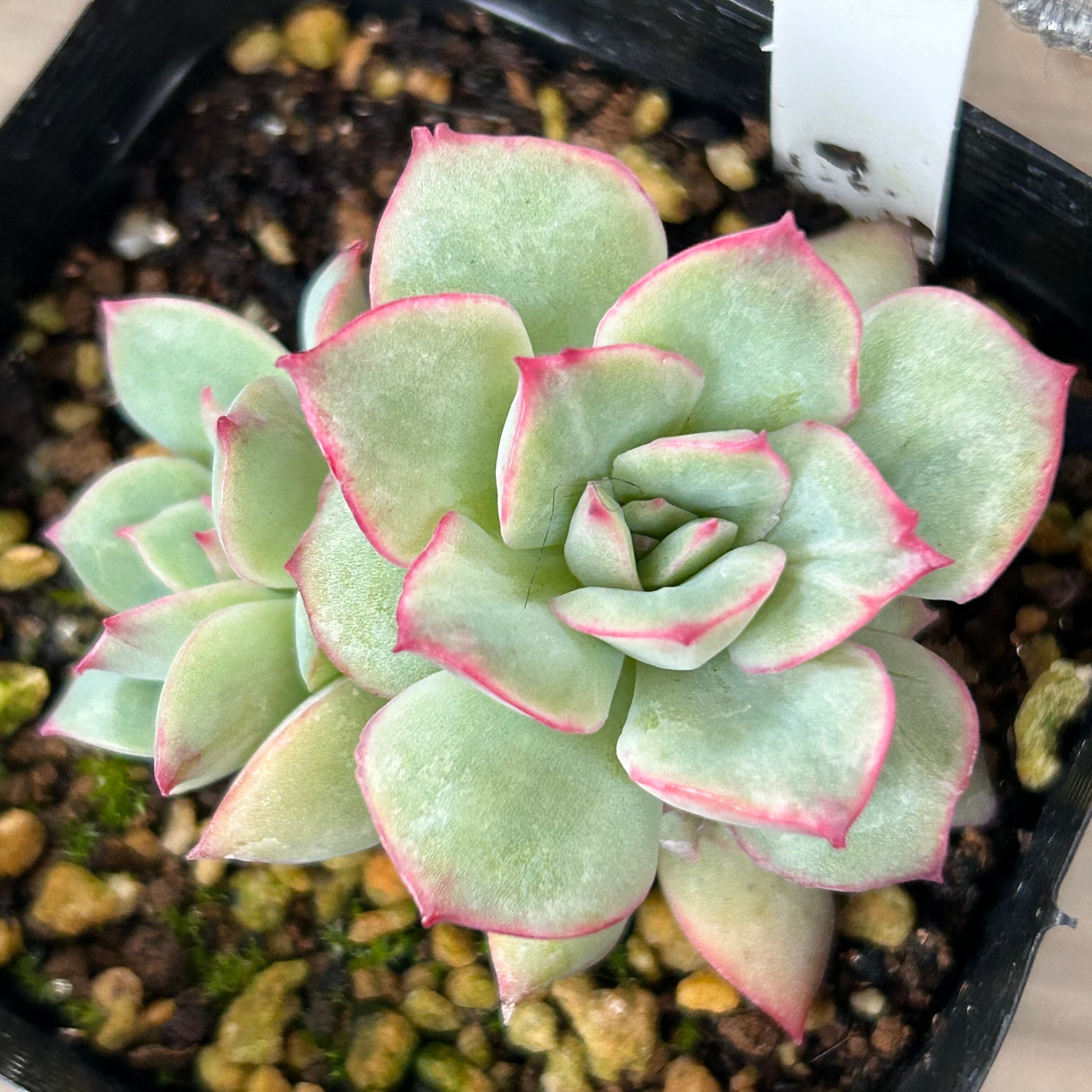織姫 | RuPo 多肉植物専門店