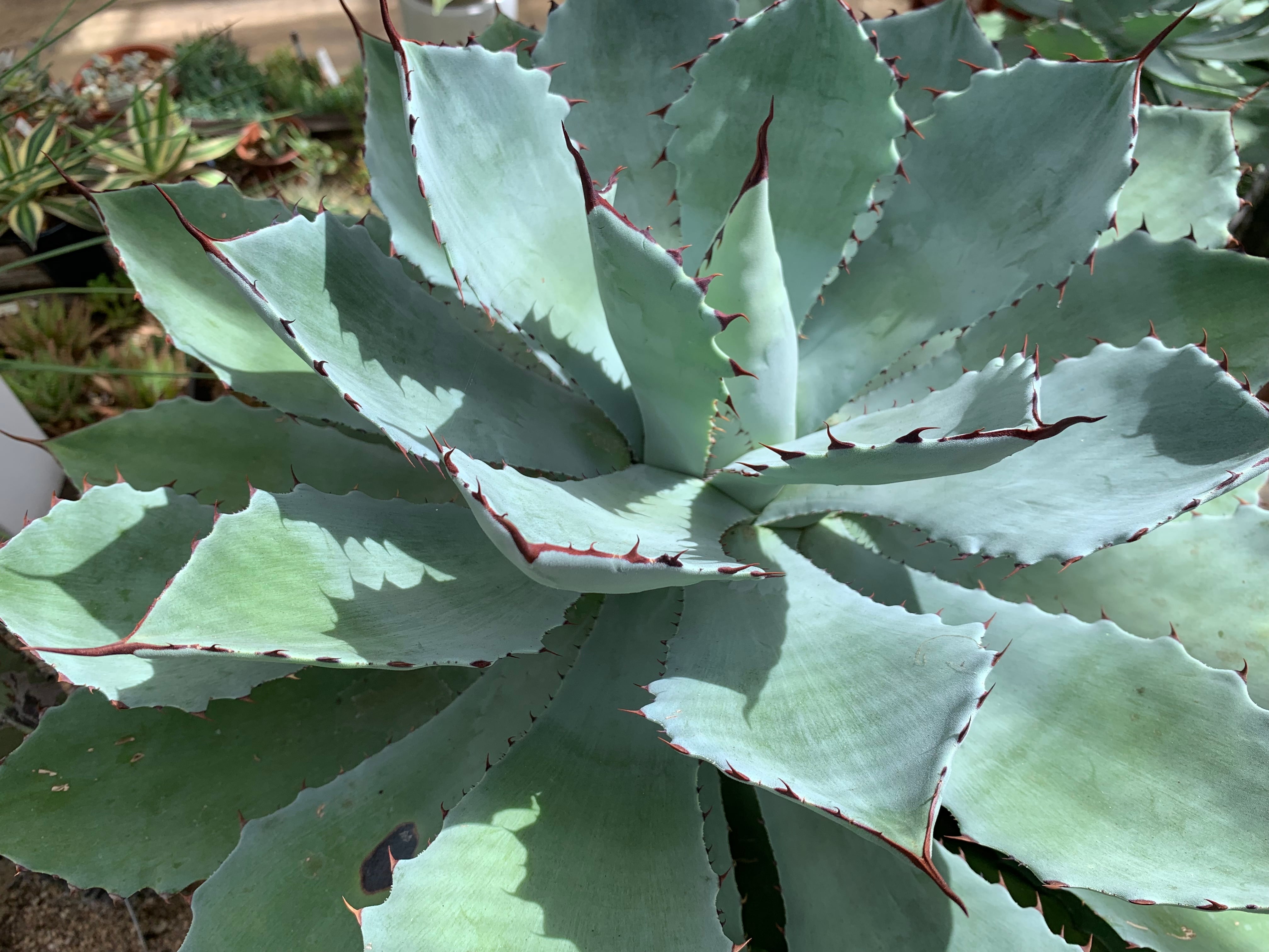 多肉植物 アガベ・吉祥冠（Agave）36 | 京都 おむろ YUUKIESGARDEN