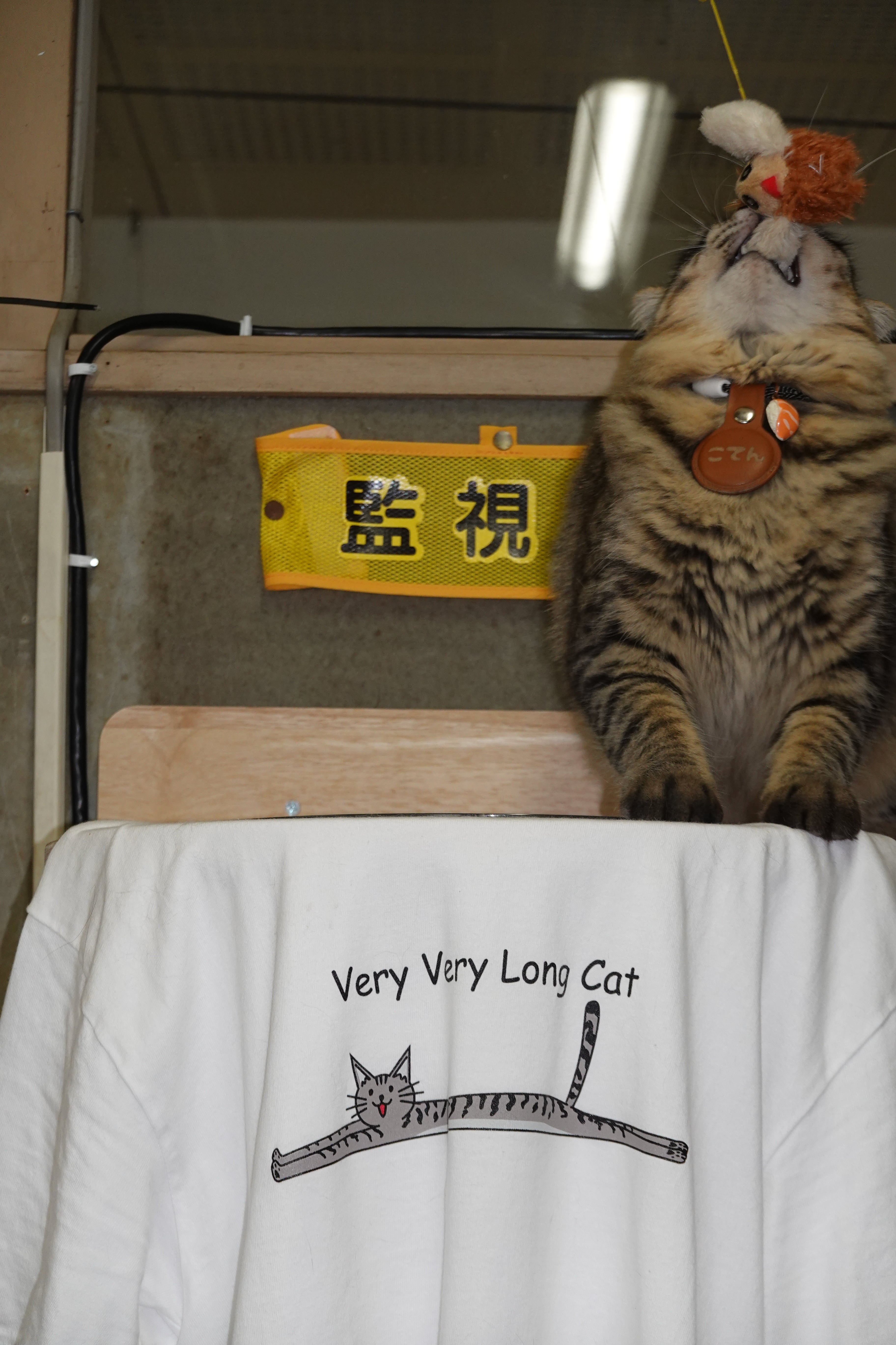 Very Very Long Cat