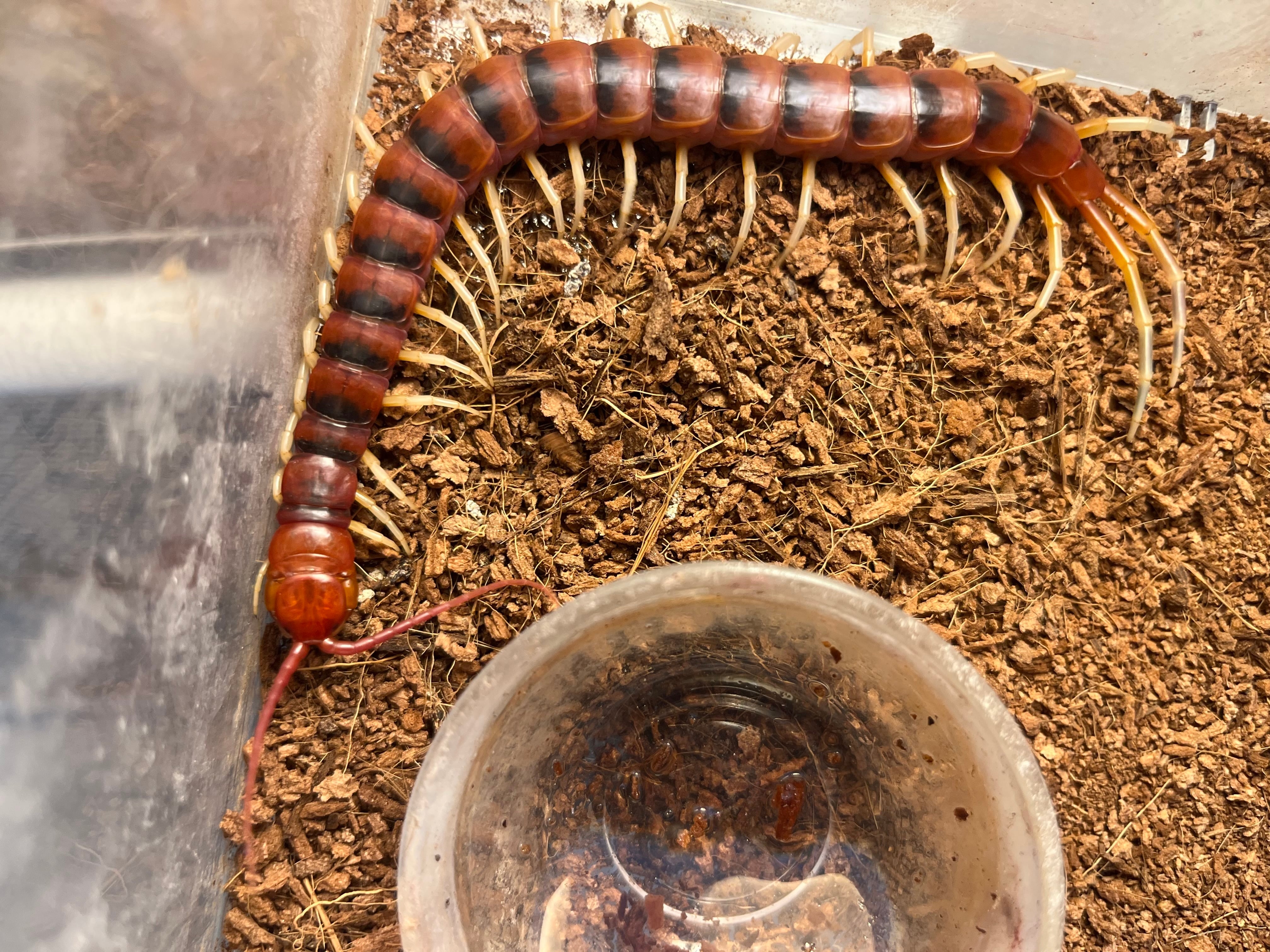 ムカデ | オモニキチュウ