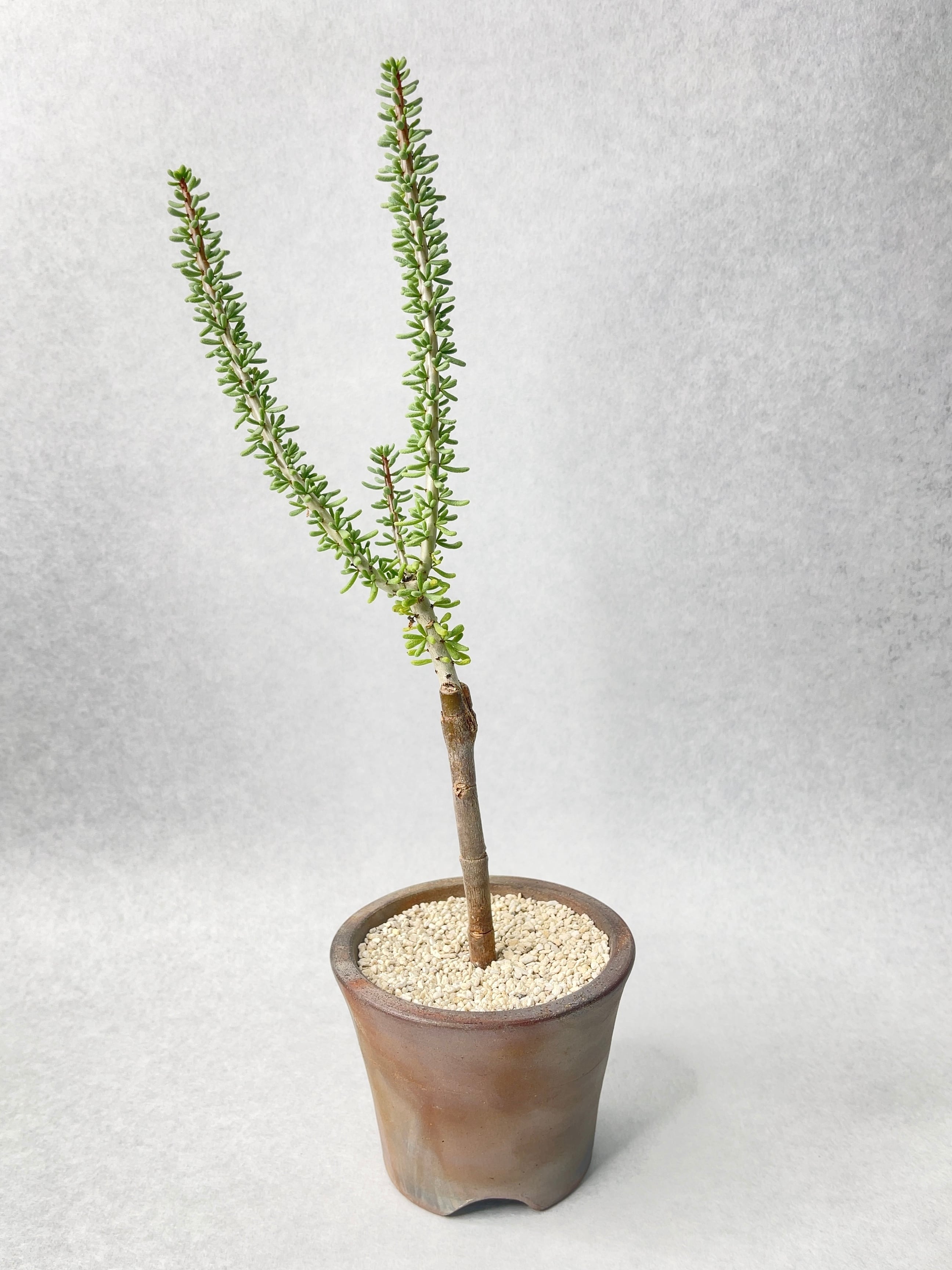 希少　レア　ケラリア・ナマクエンシス 希少】ケラリア・ナマクエンシス ceraria namaquensis