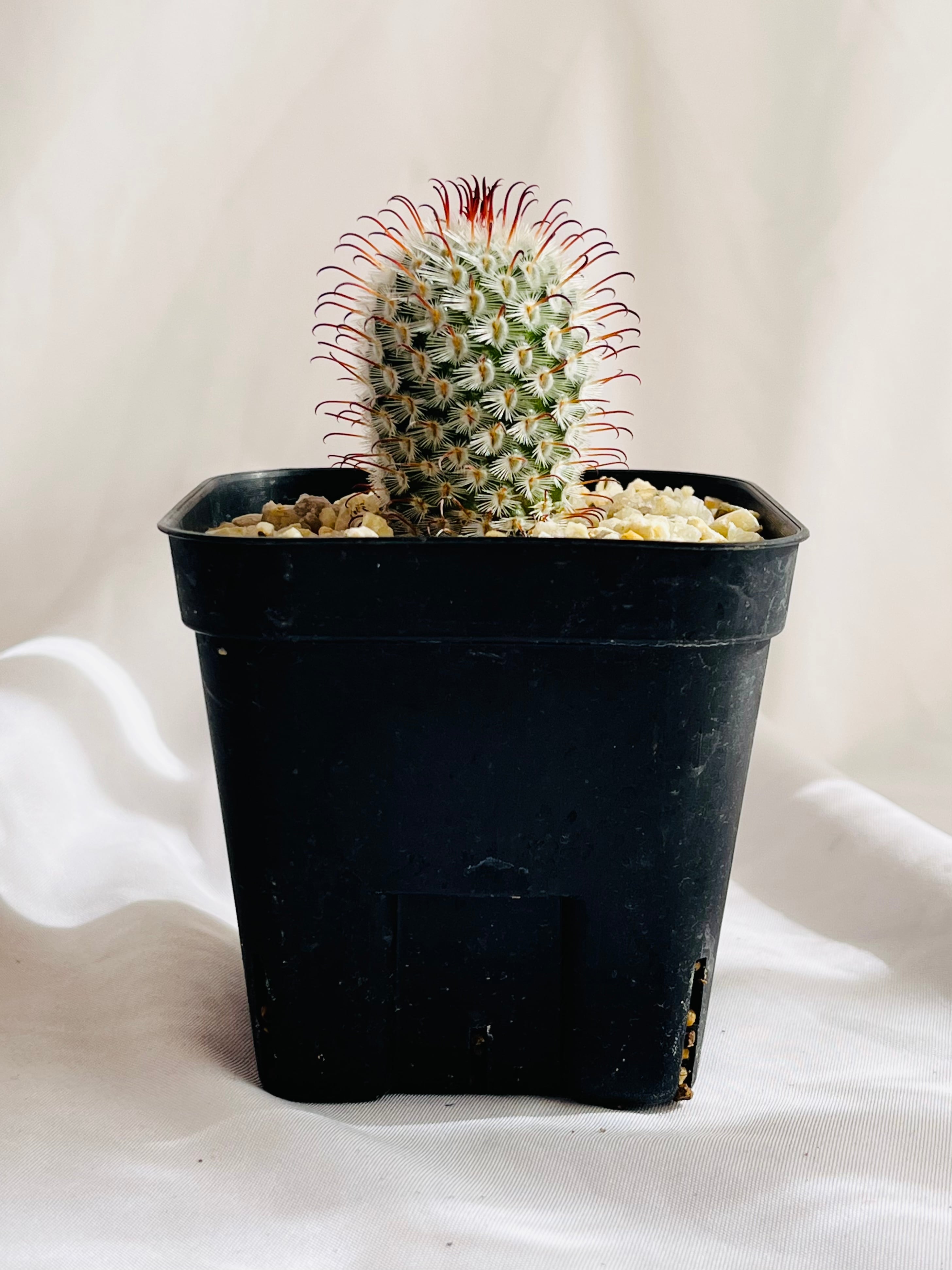 Mammillaria perezdelarosae マミラリア ペレスデラロサエ サボテン