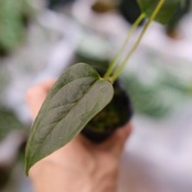 【希少】Anthurium Queen of Heart / アンスリウム クイーン オブ ハート⑯ / 観葉植物<育て方・花言葉>