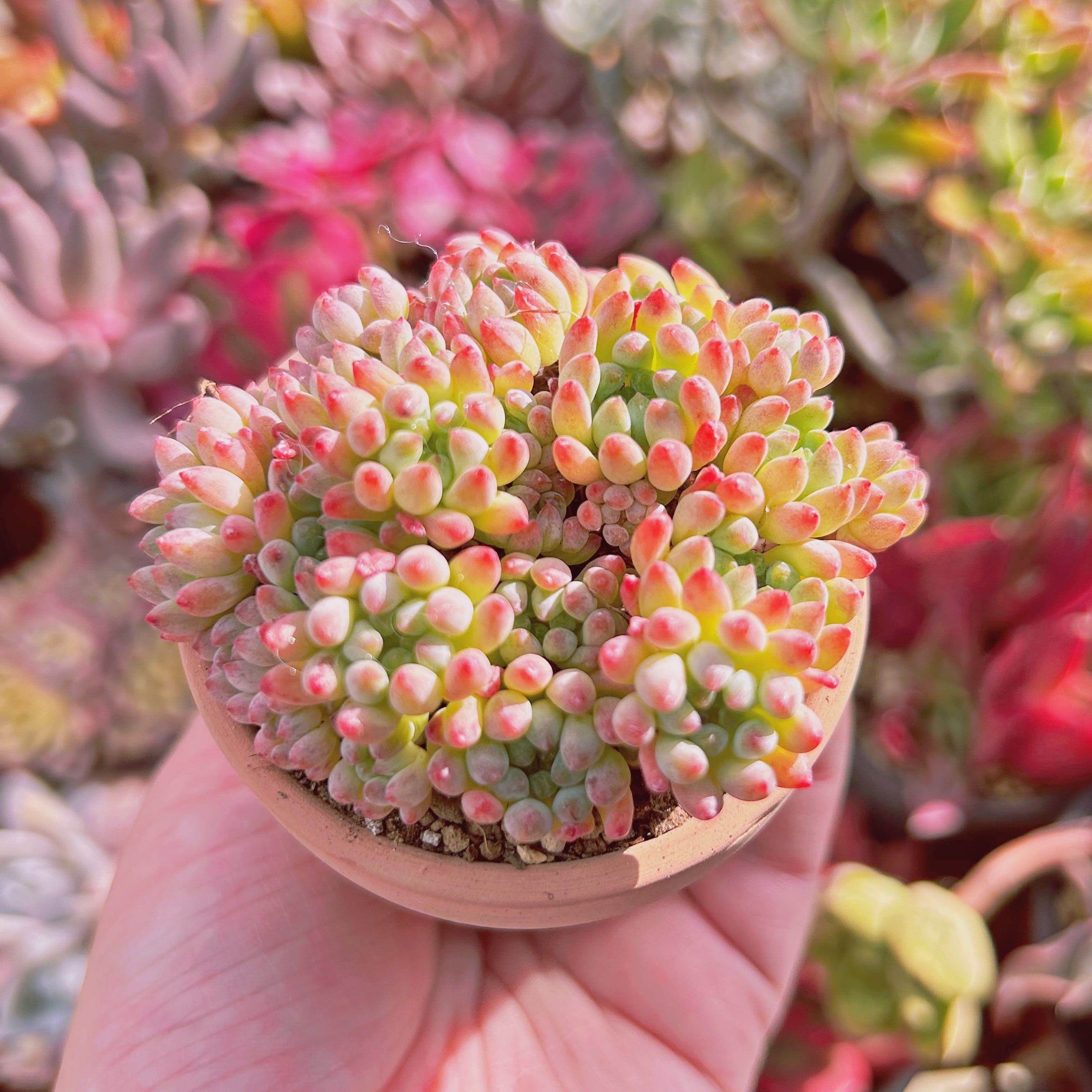 多肉植物 Sedum 新品種 花火 9頭以上 | るる農園~多肉植物専門