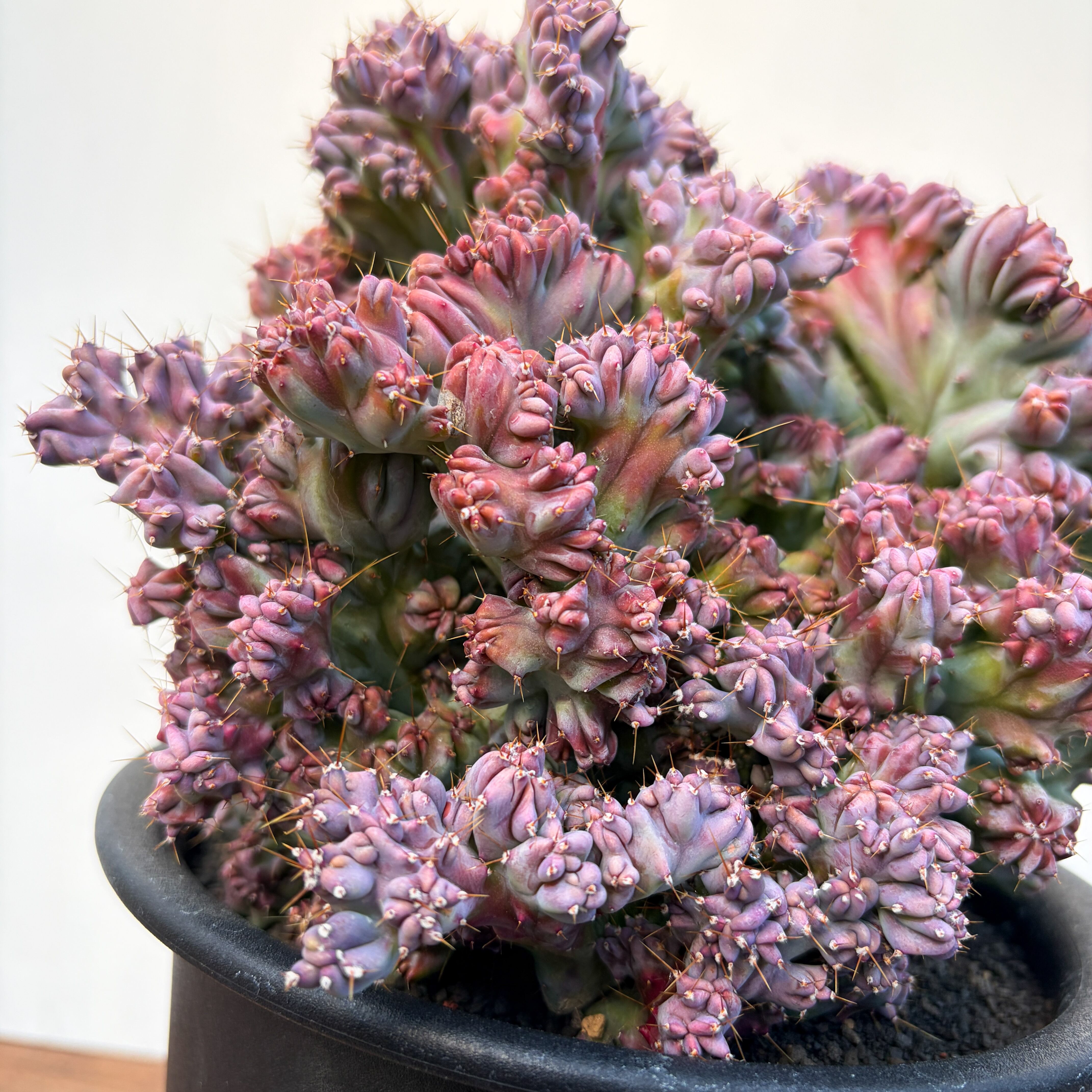 Myrtillocactus geometrizans【竜神木・モンスト】 | RIMO'S GREEN