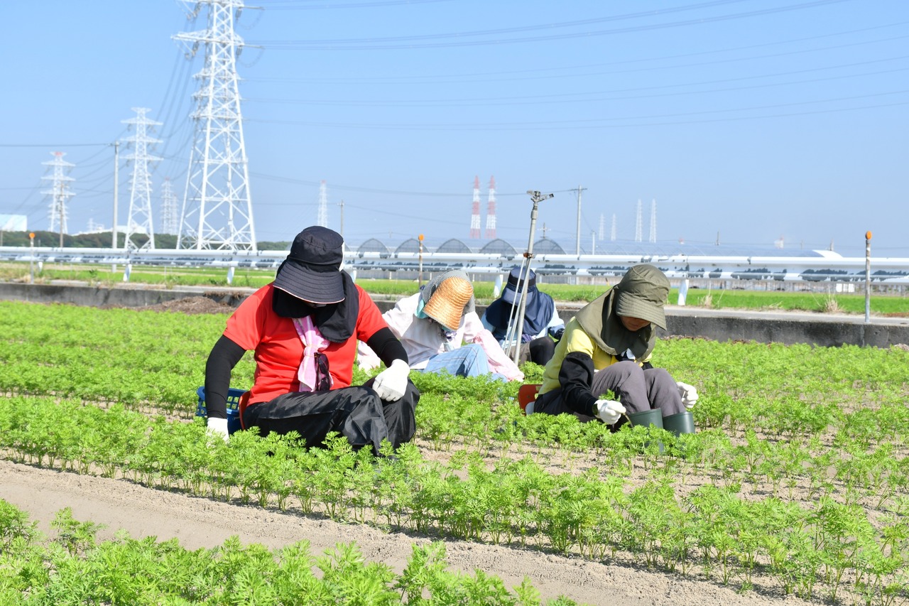 JAあいち中央碧南人参部会｢加工用へきなん美人10kg｣※施設