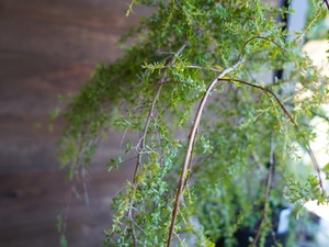 【現物】レプトスペルマム ”バーチカルドロップ” B