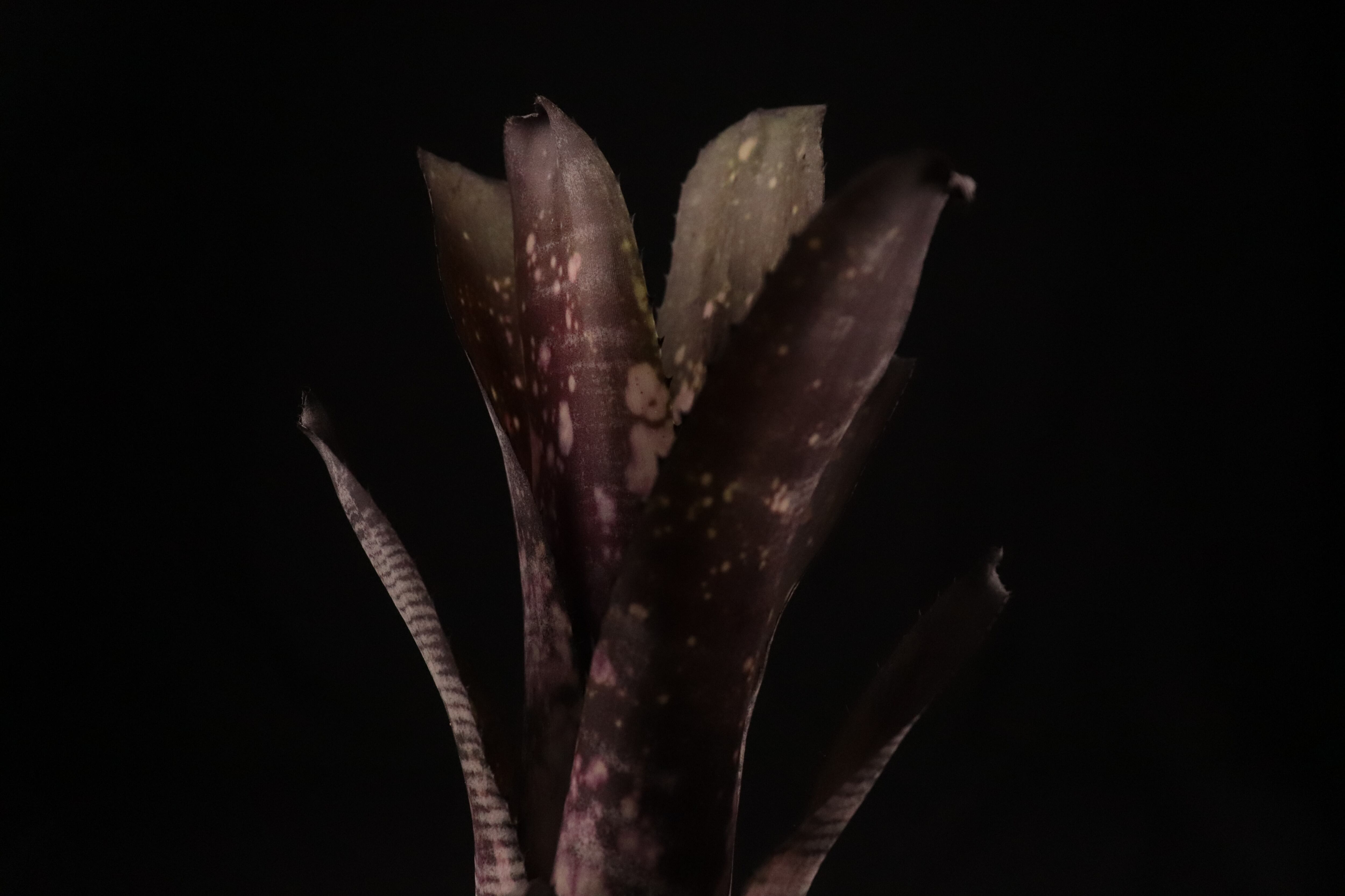 送料無料】Billbergia 'Mucho Mas'〔ビルベルギア〕現品発送B0165