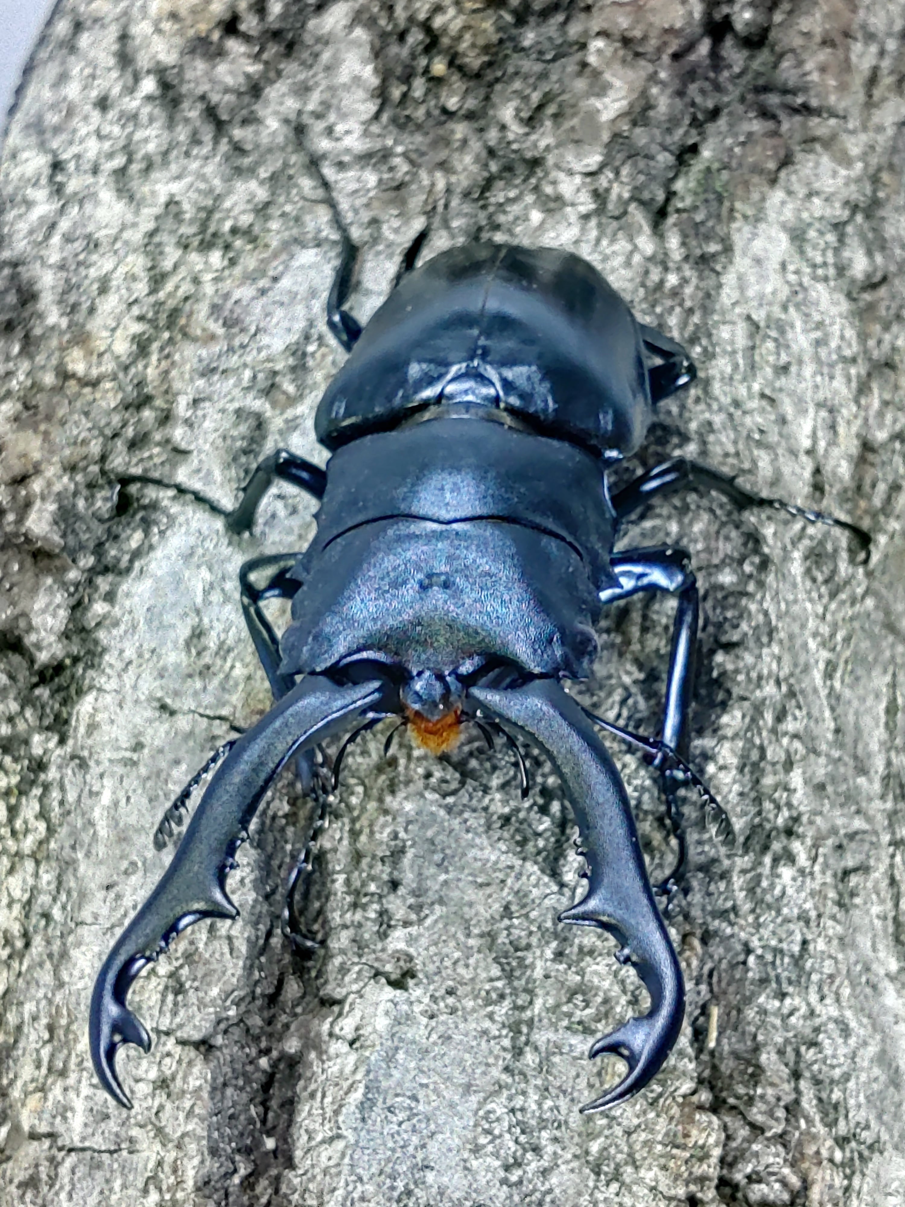 メタリフェルホソアカクワガタ ペア ♂76㎜ | くわバカおやじ