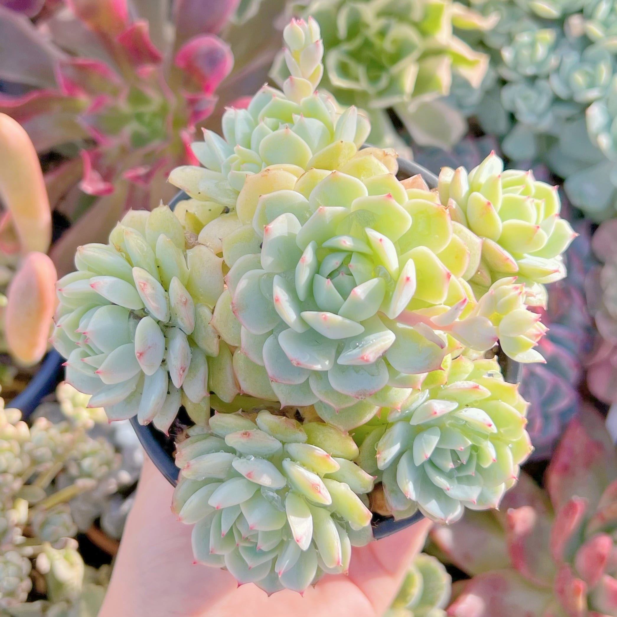 現品　静夜#754　大群生　るる農園