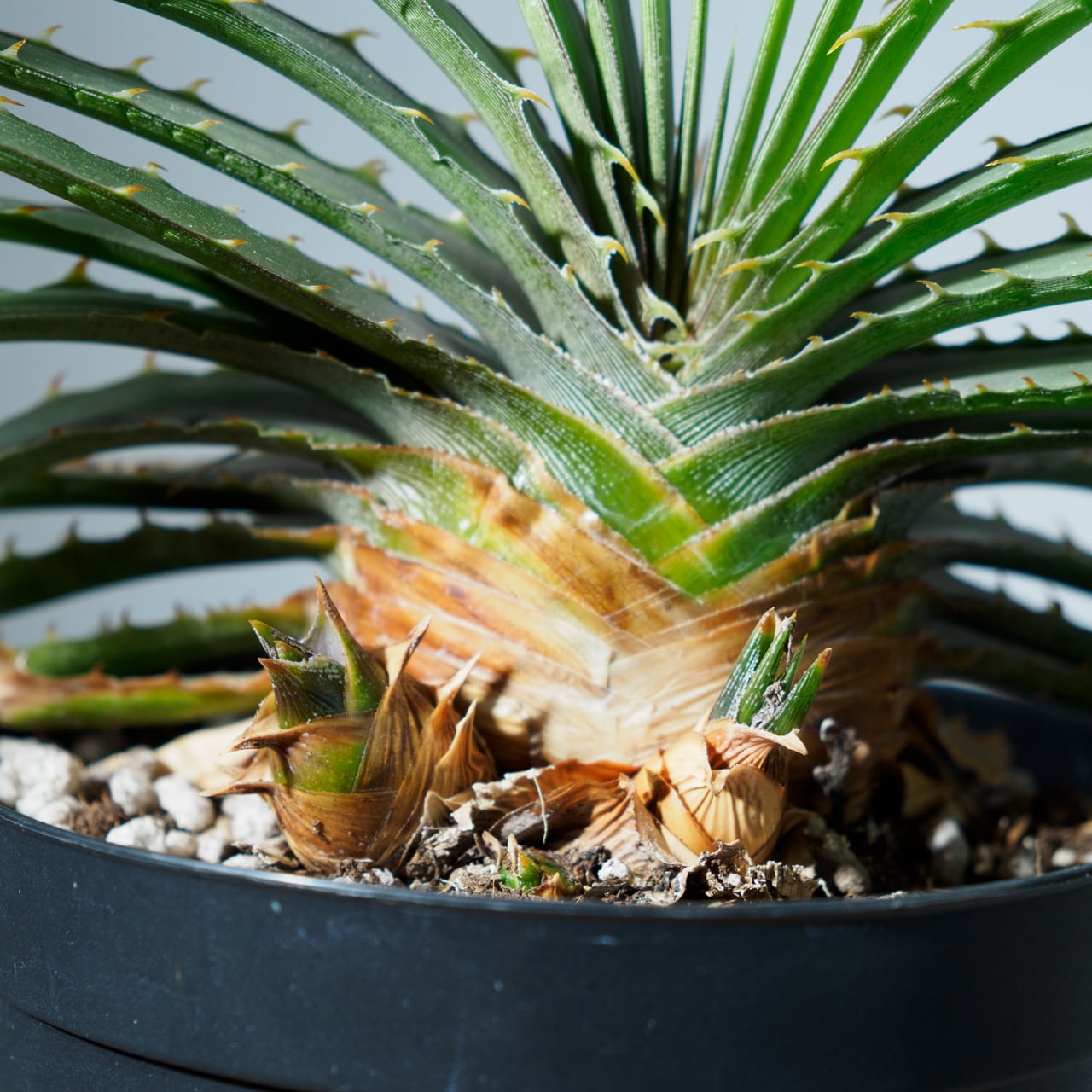 ディッキア エステベシー 4号鉢 【No.0087】 | SHIBUYA ENGEI