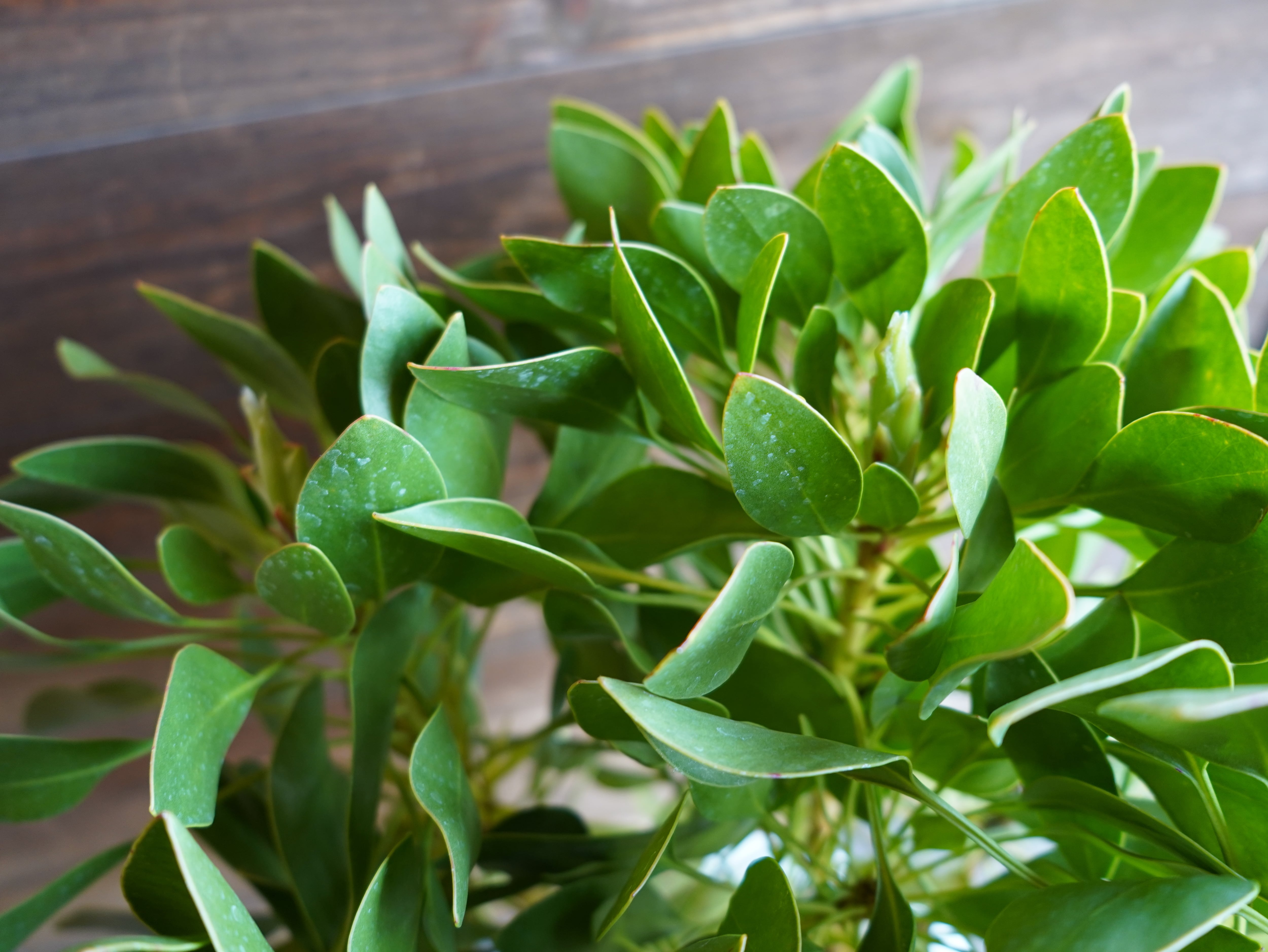 【現物】プロテア　シナロイデス　１０号