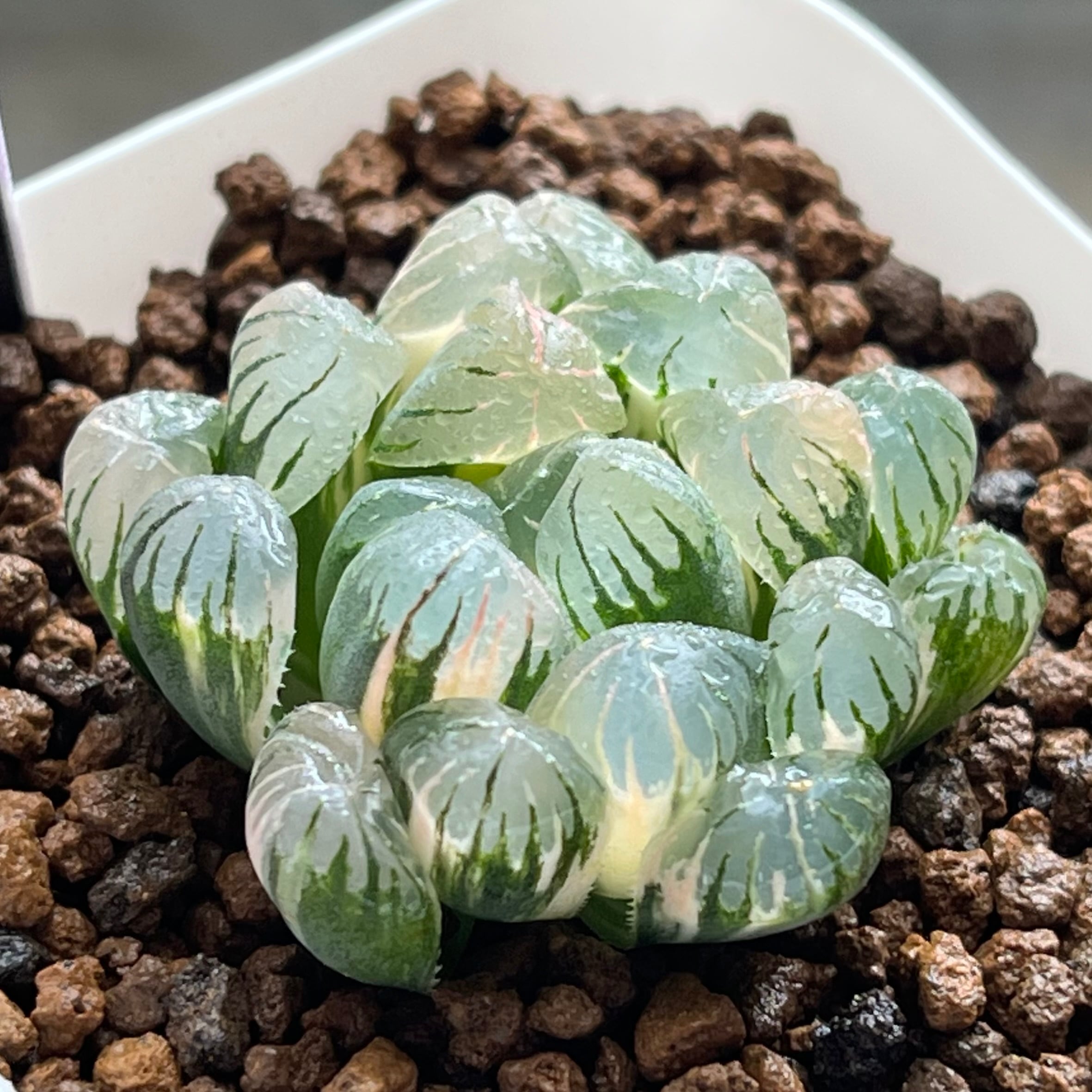 ハオルチア ドドソン紫オブツーサ錦 ハオルチア ドドソン紫オブツーサ錦 | mocono_plants