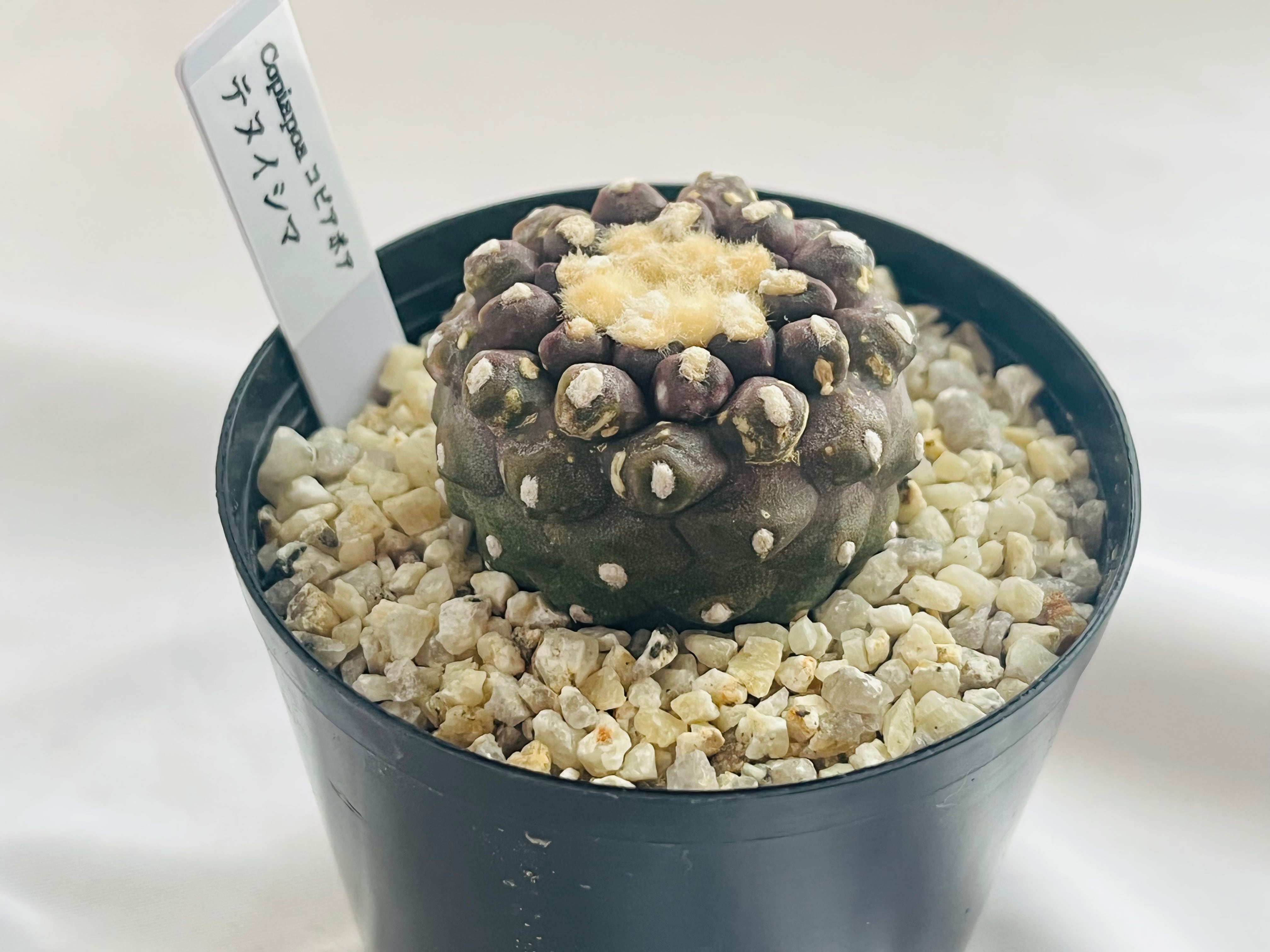 Copiapoa Tenuissima コピアポア テヌイシマ 魚鱗玉 サボテン Copiapoa Tenuissima コピアポア テヌイシマ 魚鱗玉 サボテン