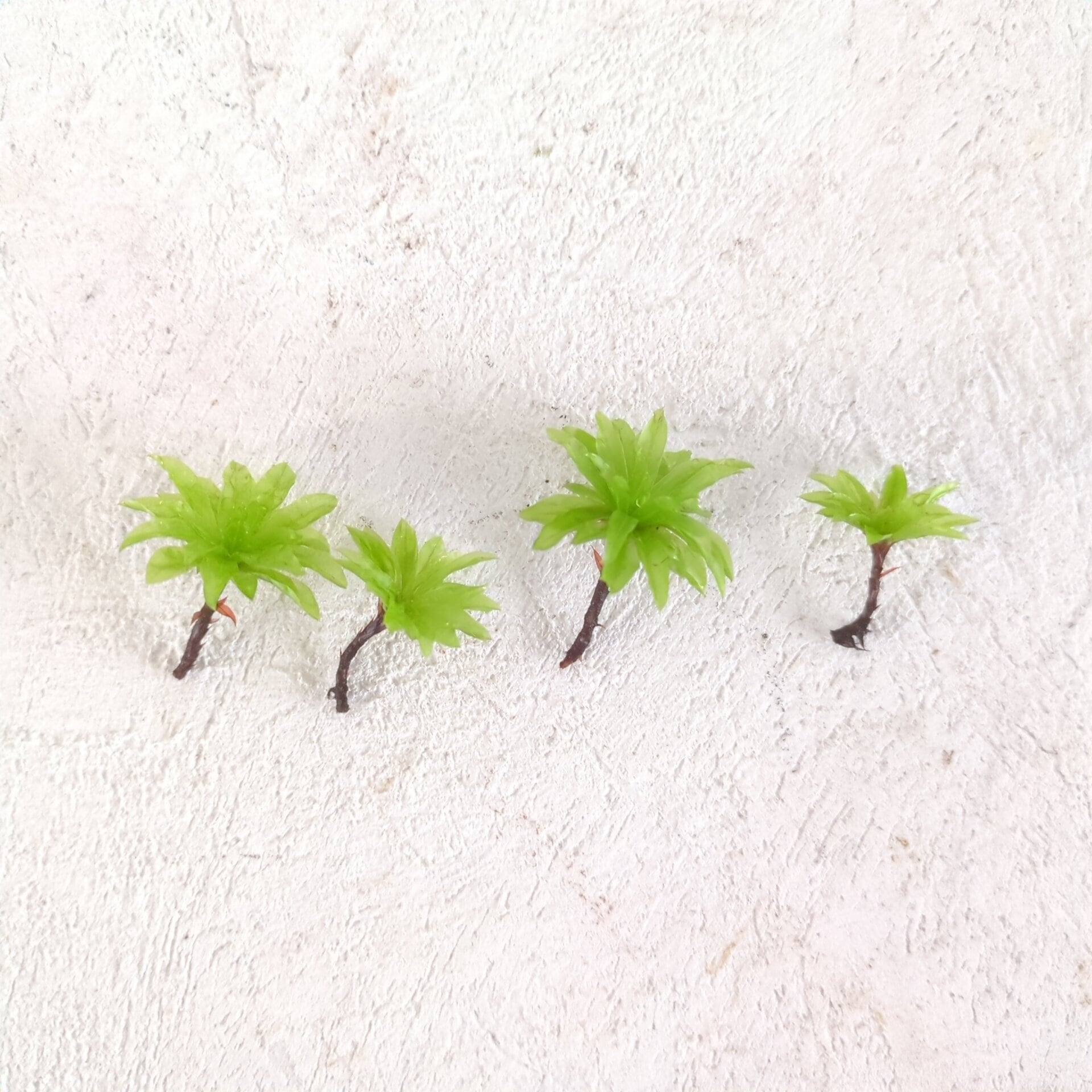 カサゴケ 4芽入り｜苔テラリウム作製用素材苔 | 苔テラリウム専門