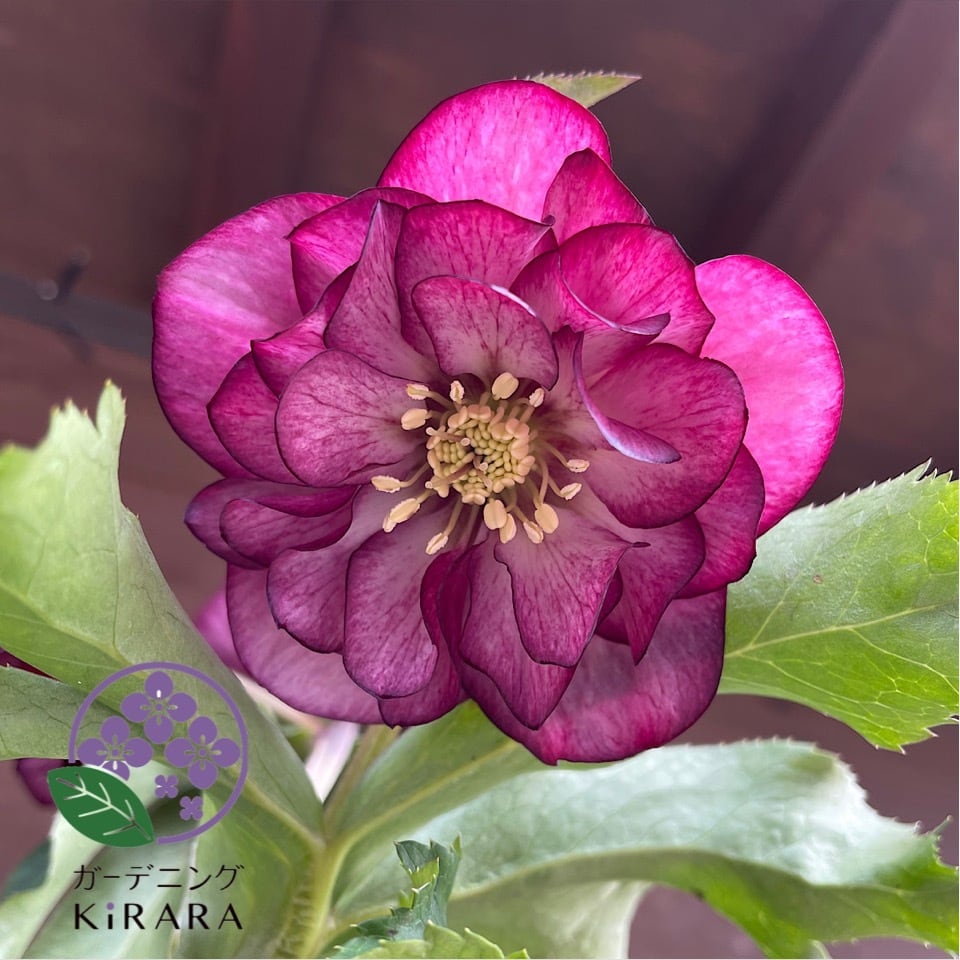 クリスマスローズ エレガンスグレープ | ガーデニングキララ