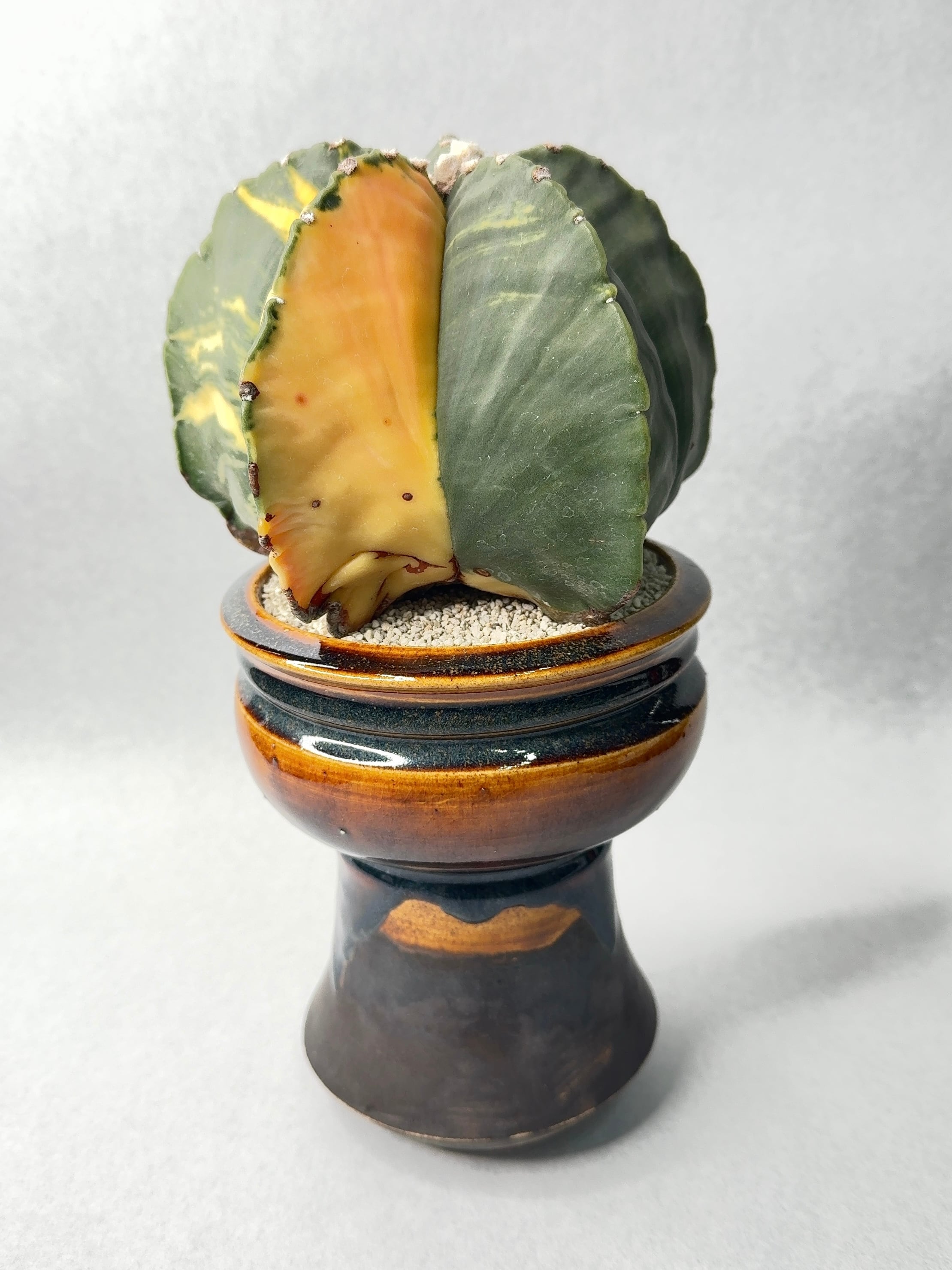 アストロフィツム・白条複隆般若モンストローサ | trigger