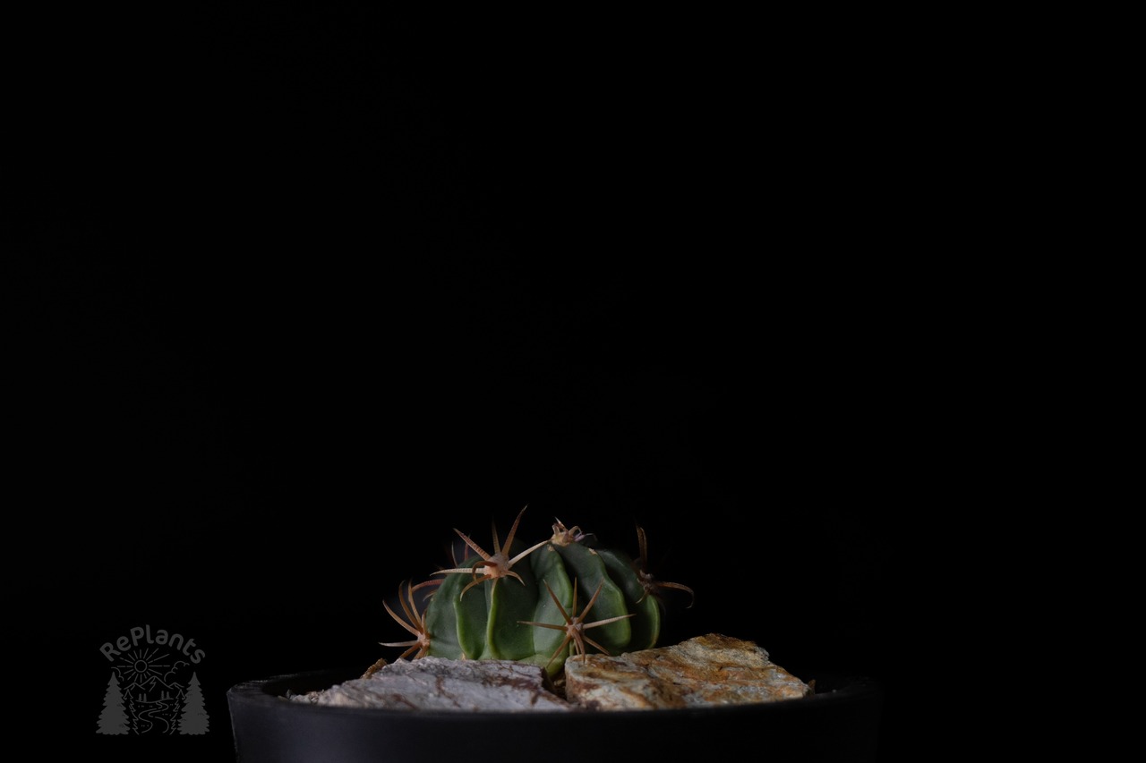 Ferocactus latispinus|日の出丸