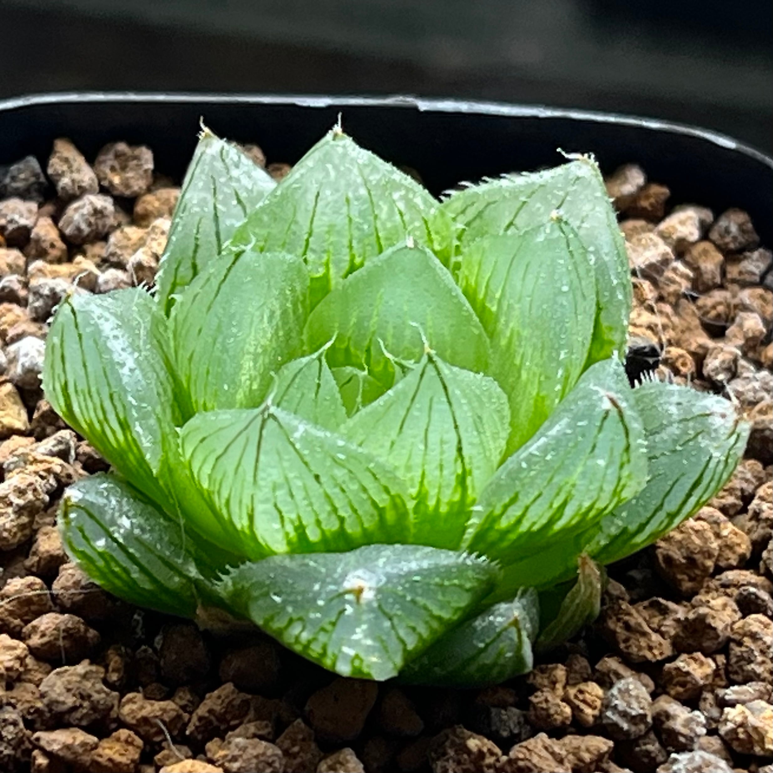 ハオルチア B型コンプトミュータント錦 | mocono_plants