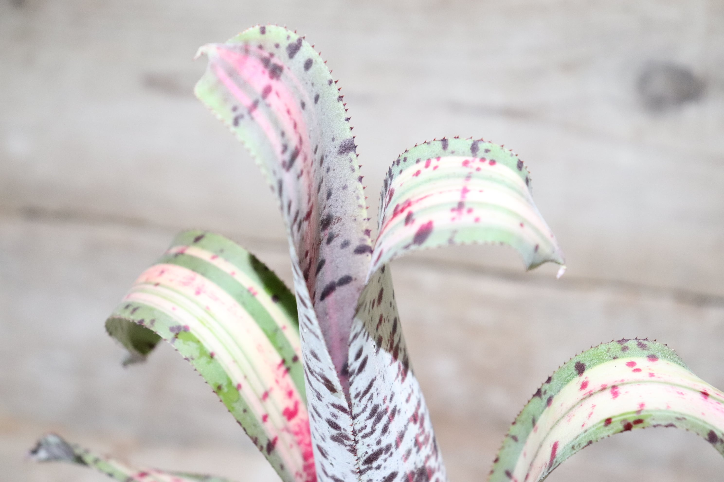 送料無料】Quesnelia 'Rafael Oliveira'(子株付き)〔ケスネリア〕現品