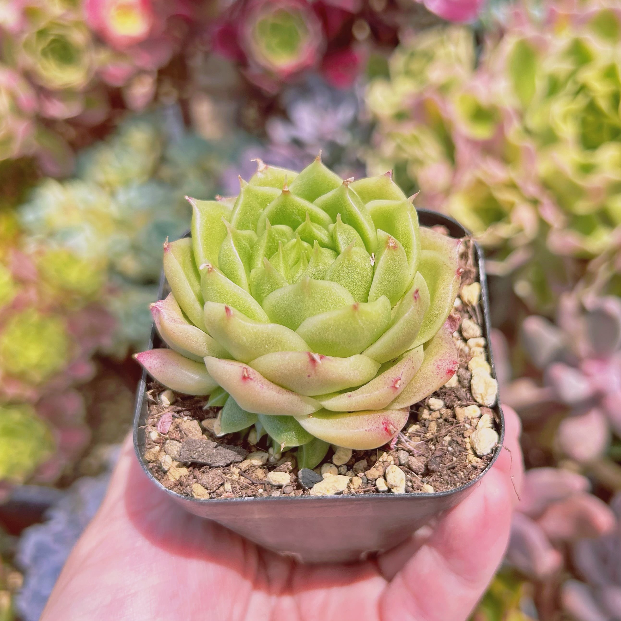 580現物 多肉植物 蛍石 抜き苗 | るる農園~多肉植物専門