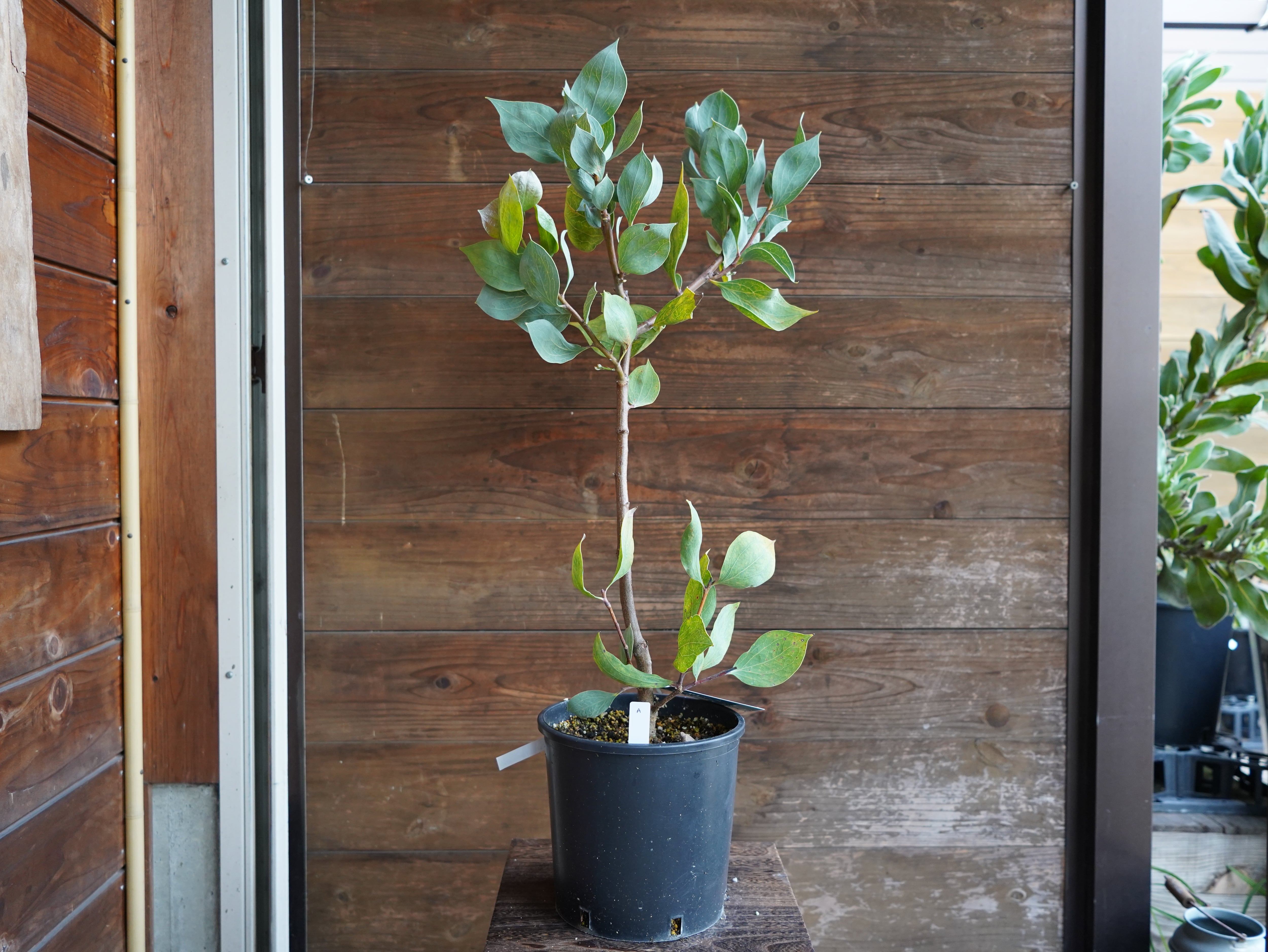 【現物】ハケア　”ペティオラリス”　A