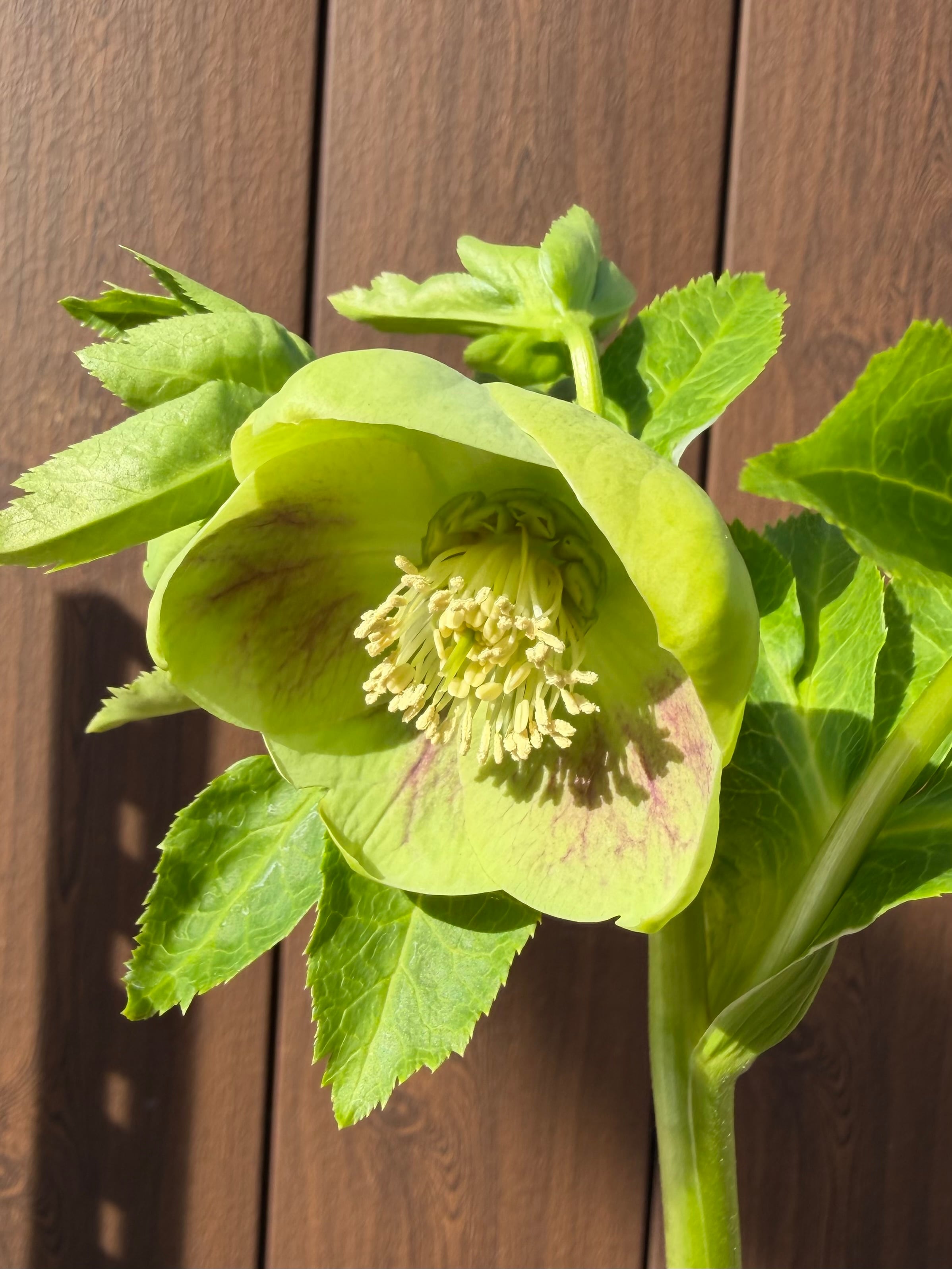 グリーンパステリッシュストレイン 大和園 クリスマスローズ【Ya10