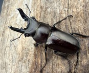 【WD】2025新種オニクワガタ《Prismognathus zhihongi 32.5mm A'品ペア》