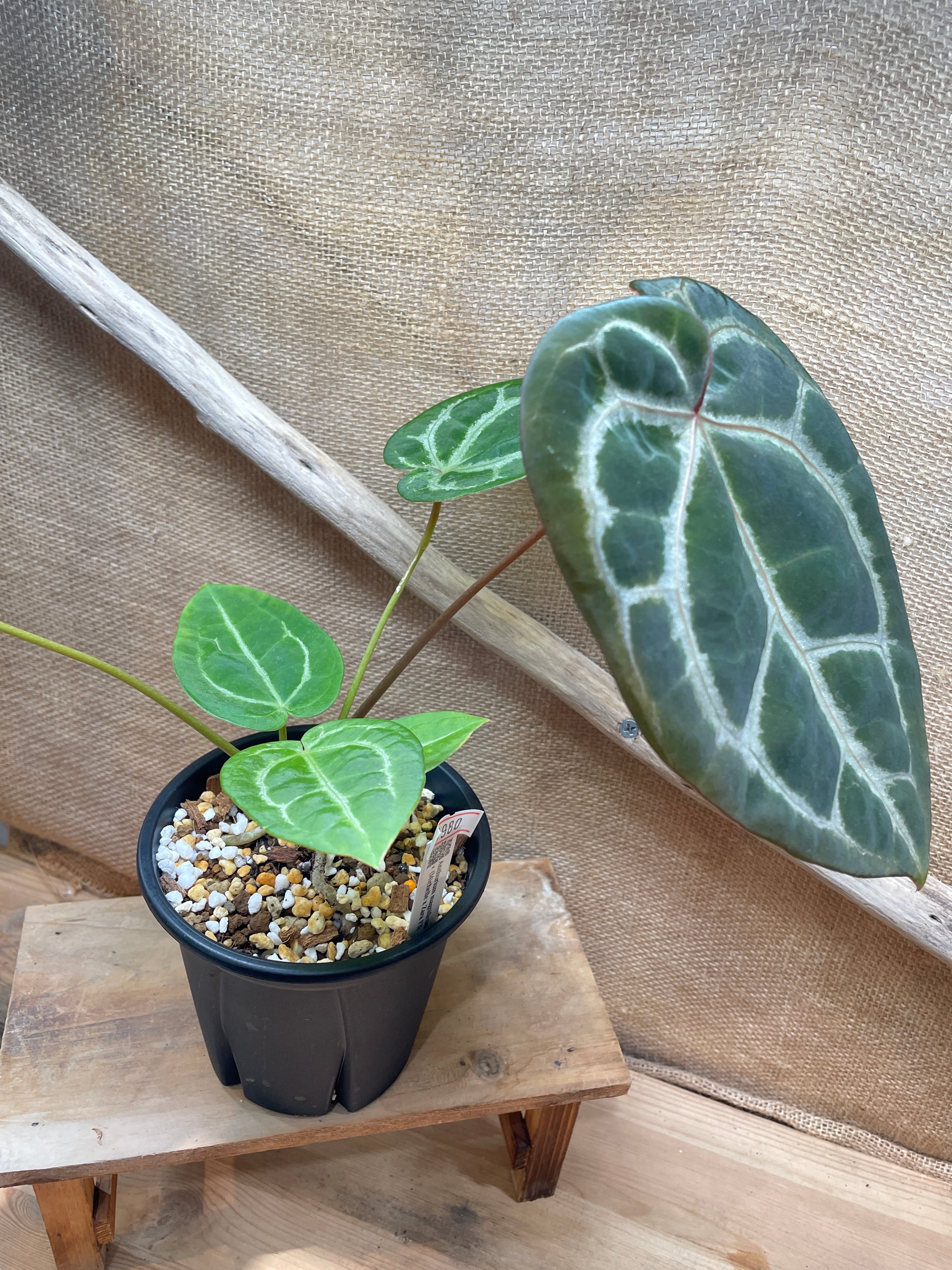 C. Anthurium Magnificum 'silver' X (michelle X zara F3 C. Anthurium Magnificum 'silver' X (michelle X zara F3
