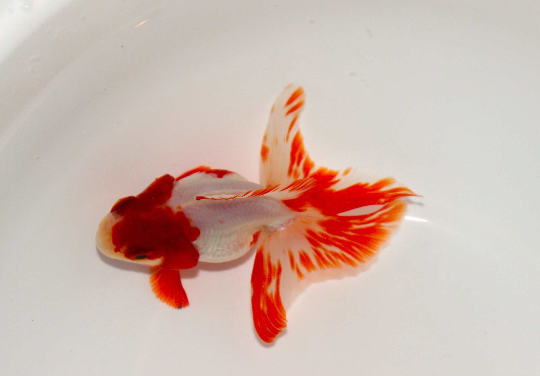 荻野養魚場産 二才 更紗琉金 ＃1220-03 | 金魚専門店 和の美