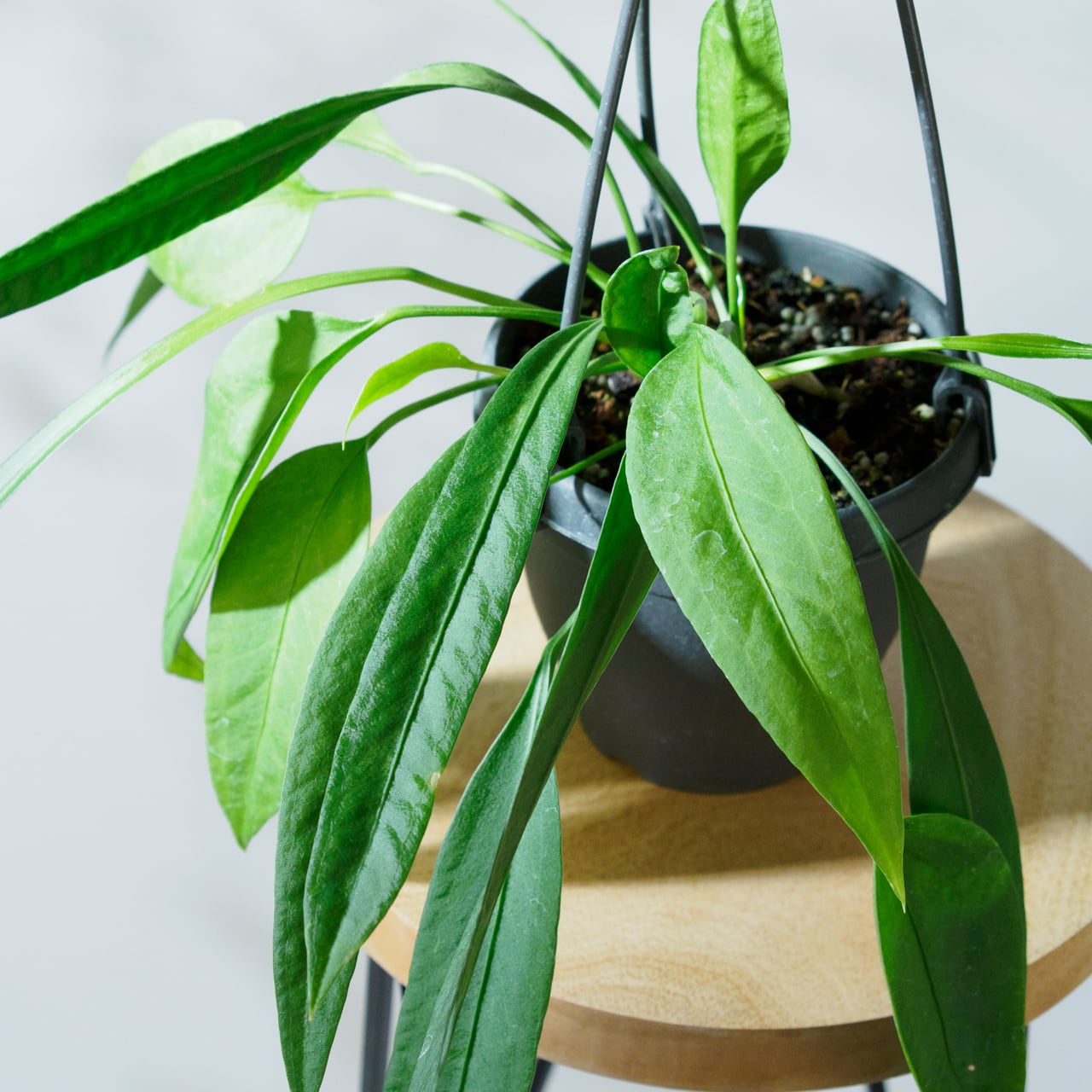 アンスリウム ビッタリフォリウム 4号鉢 ① アンスリウム：ビッタリ