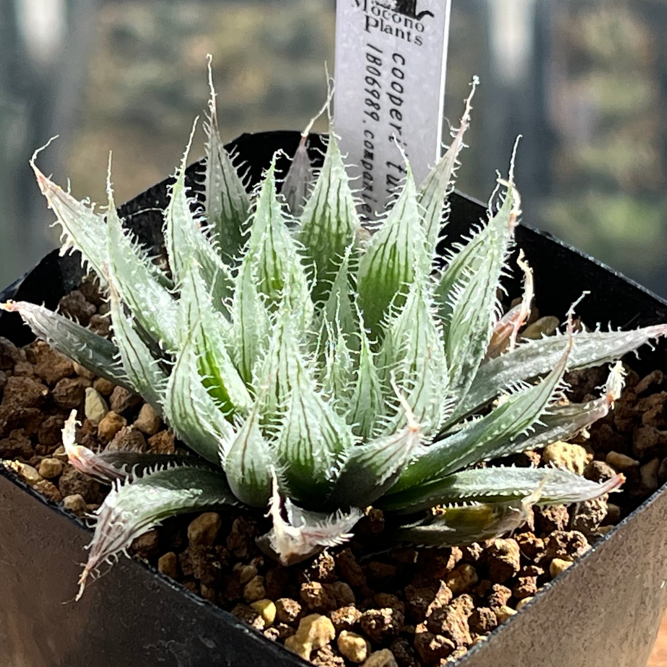 31d ハオルチア　多肉植物　ピグマエアミュータント実生錦　自家繁殖 ハオルチア ピグマエアミュータント錦 | mocono_plants