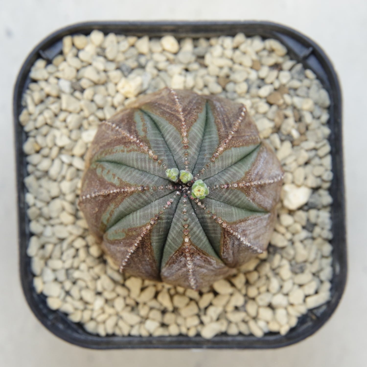 オス株 木質化 美模様 オベサ / ユーフォルビア | LIGHTHOUSE.PLANTS